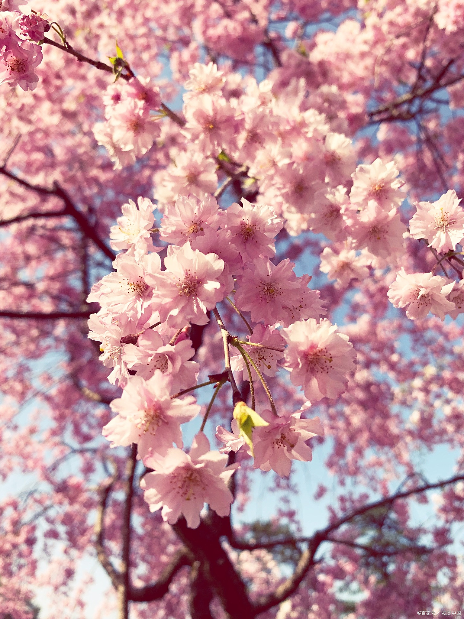春游,樱花树如诗人的笔触,挥洒出粉色的浪漫,每一朵花都是春天的语言