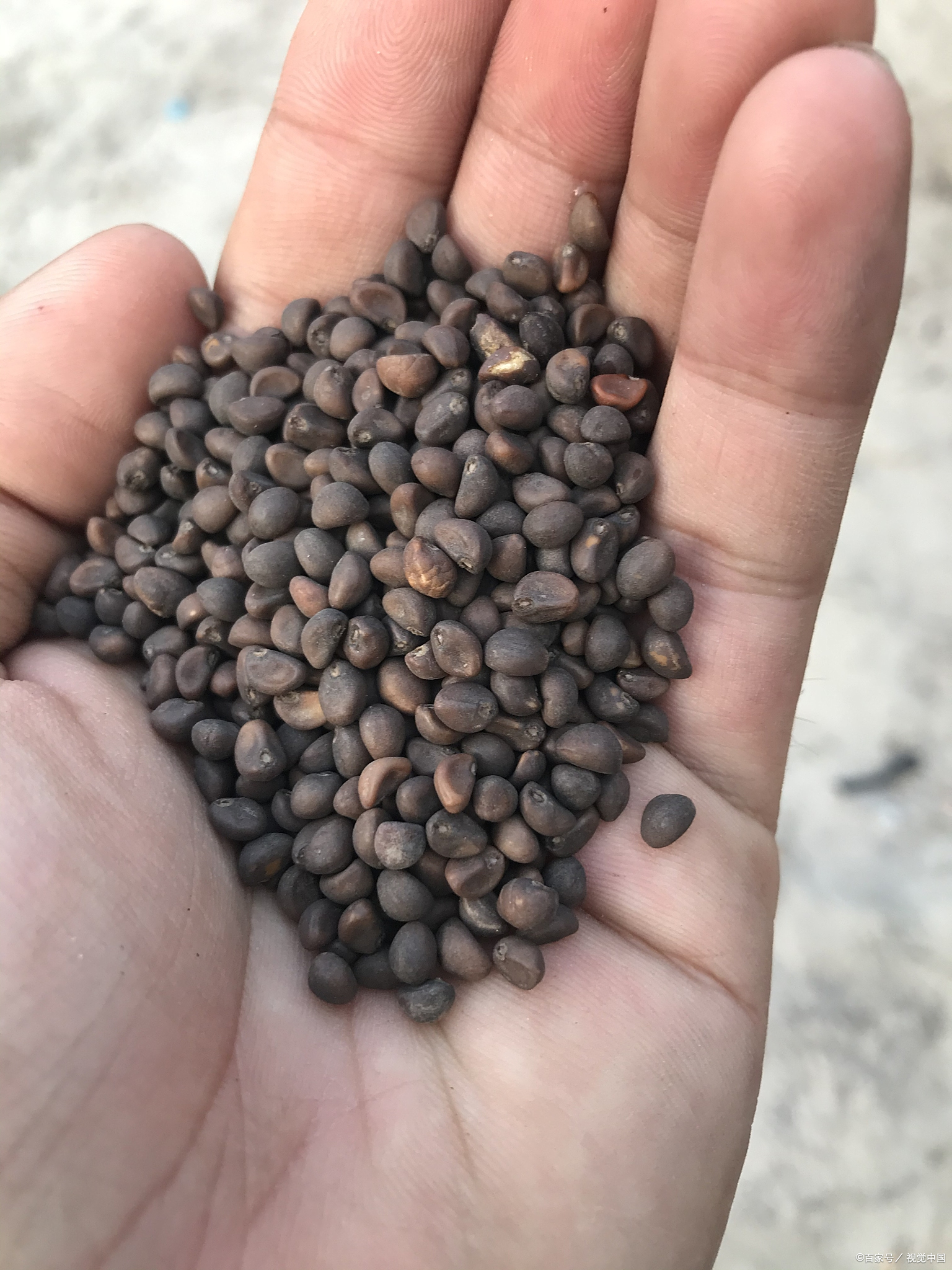 肺病咳喘  妙用紫苏子 祛痰通气平咳止喘  常听到人说紫苏子的好尤其