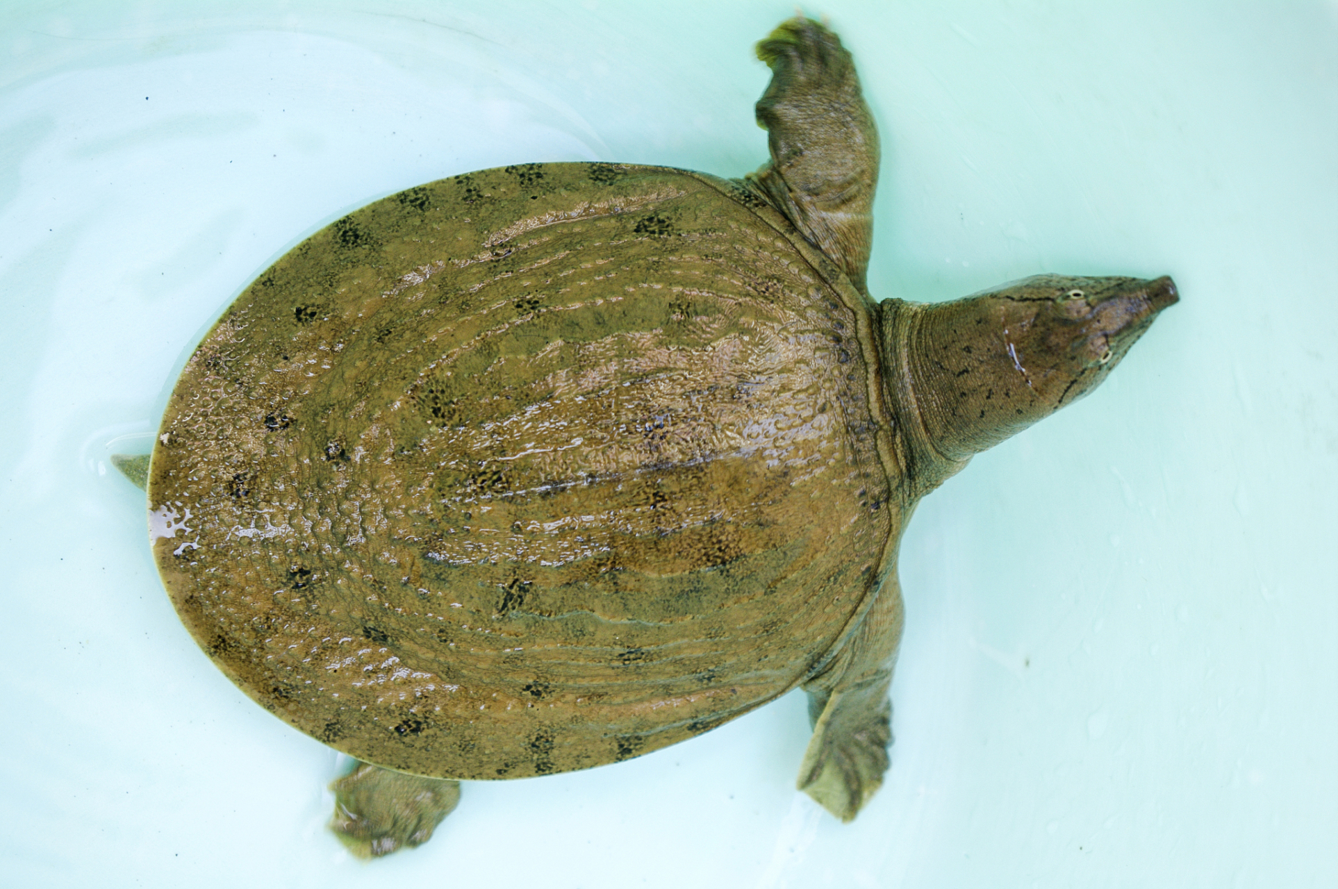 乌龟甲壳隆起,分布广泛;甲鱼和鳖甲壳扁平,主要生活在淡水环境.