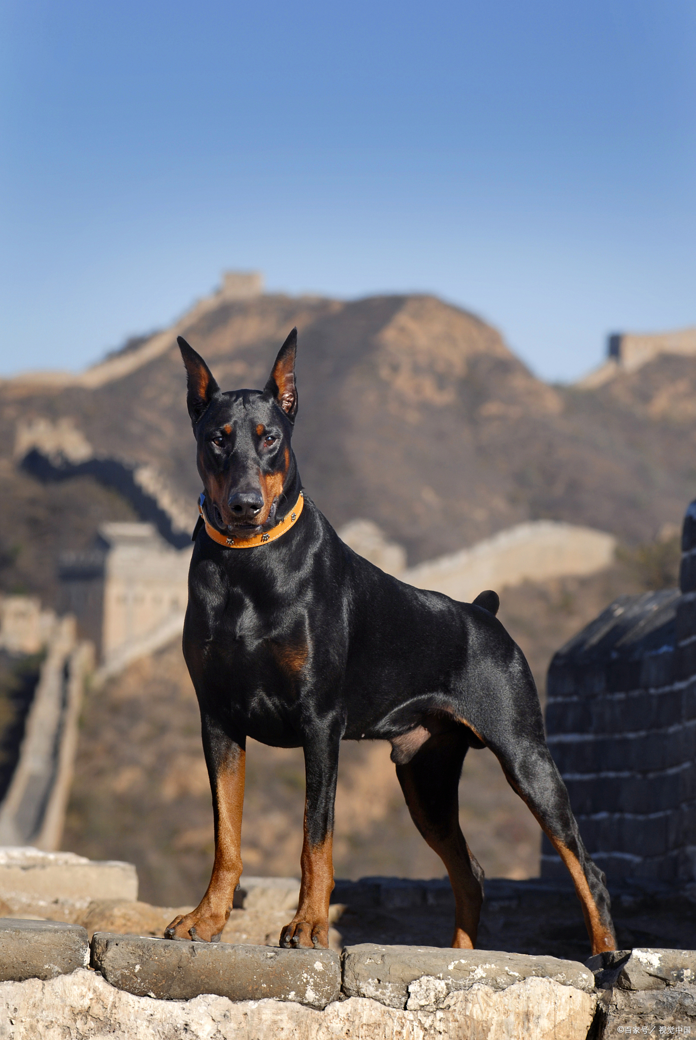 杜宾犬是什么品种的狗