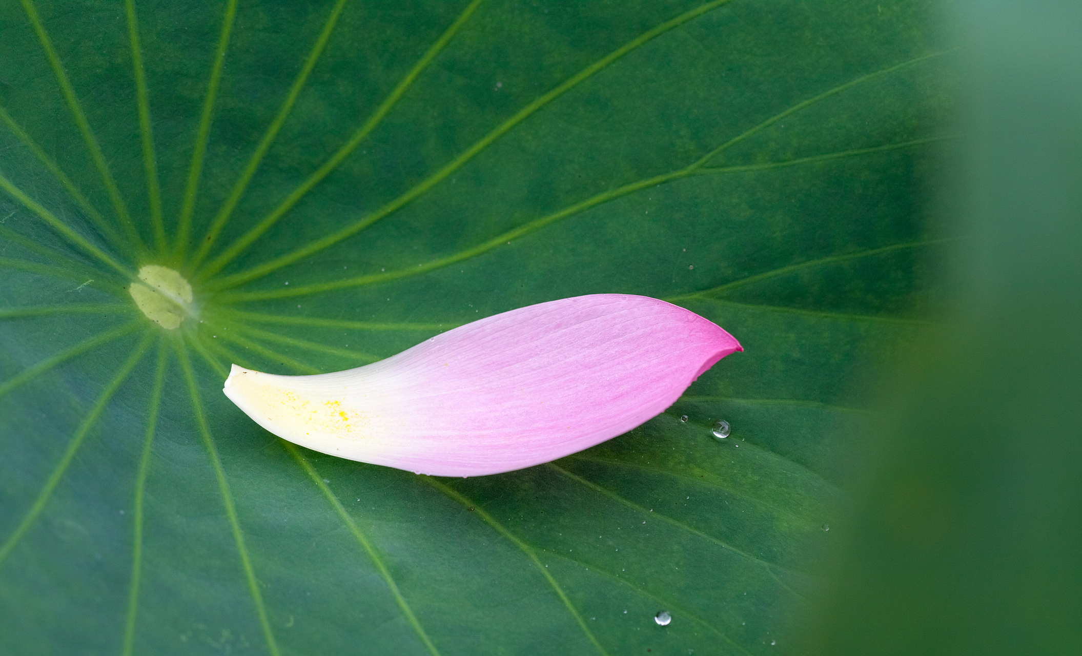 唐代进士崔国辅一首描写思念的小诗,借景抒情,意在言外,余韵悠悠,值得