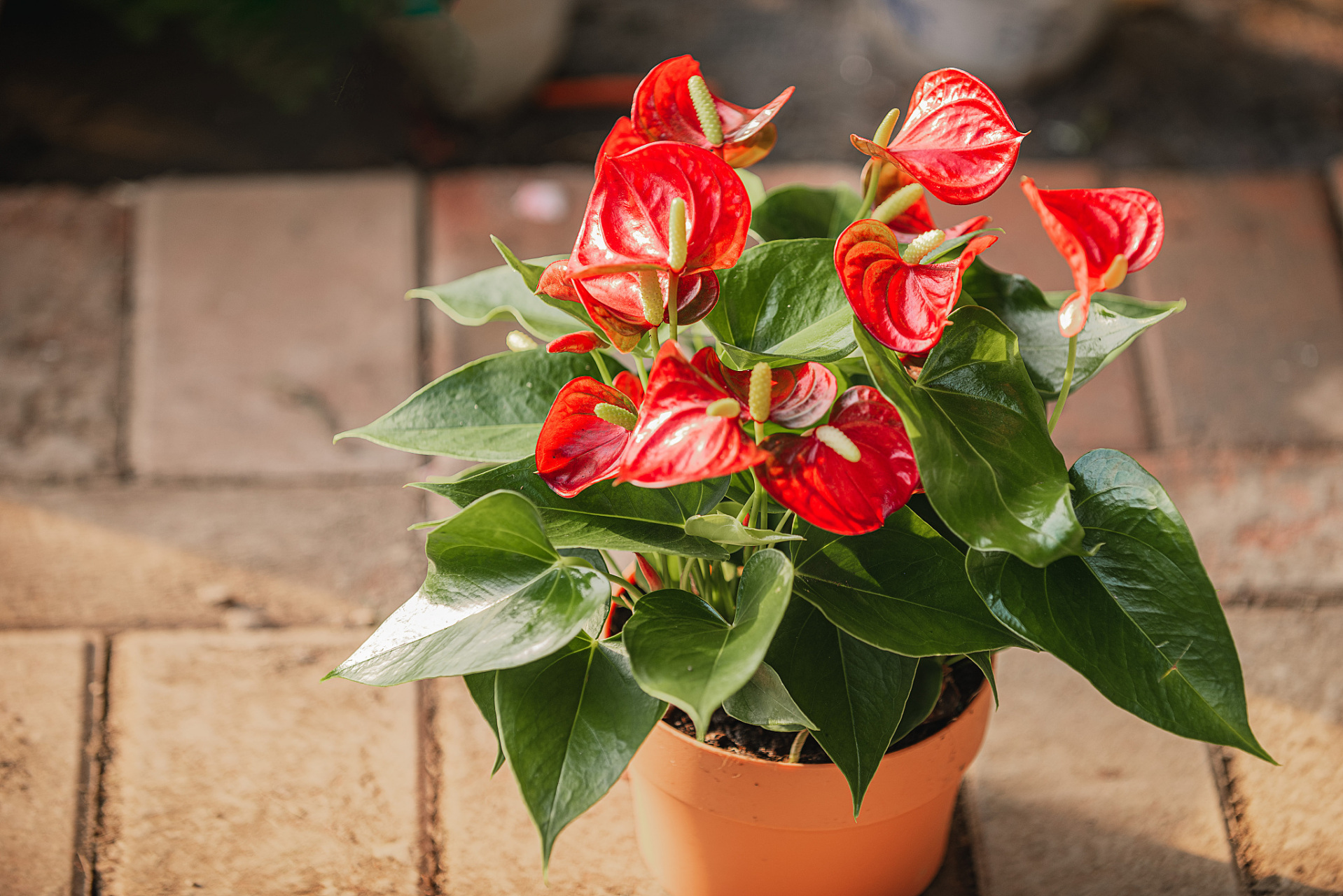 红掌又名火鹤花,花烛,安祖花.属天南星科花烛属多年生草本.