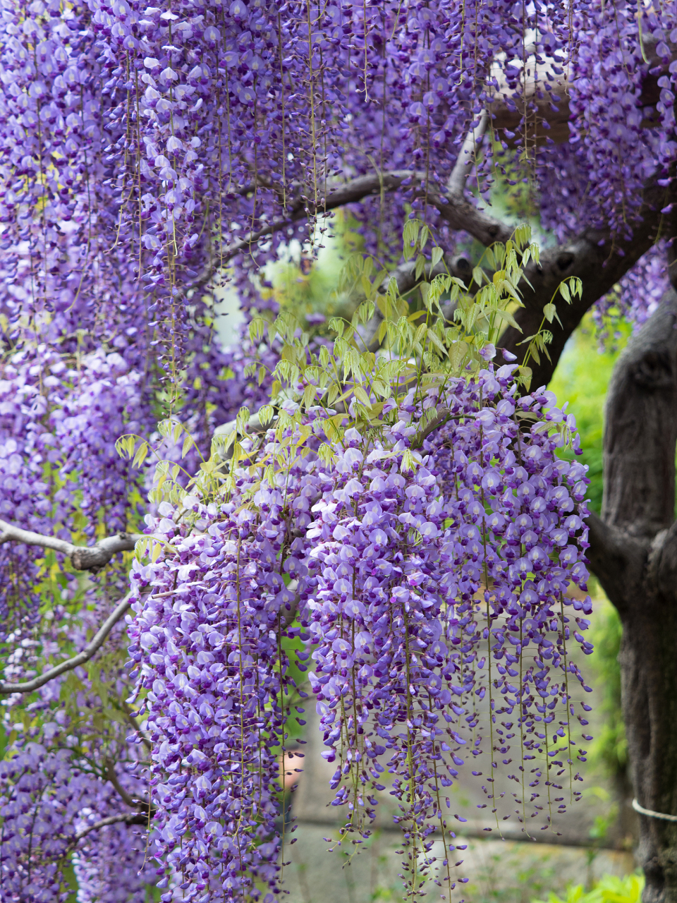 一簇簇紫藤花如珠帘悬挂,婀娜多姿.