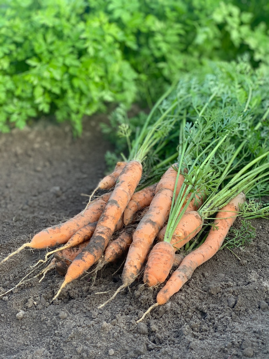 立冬后胡萝卜管理"四不要",记住这几点,甜脆耐储存,产量翻倍