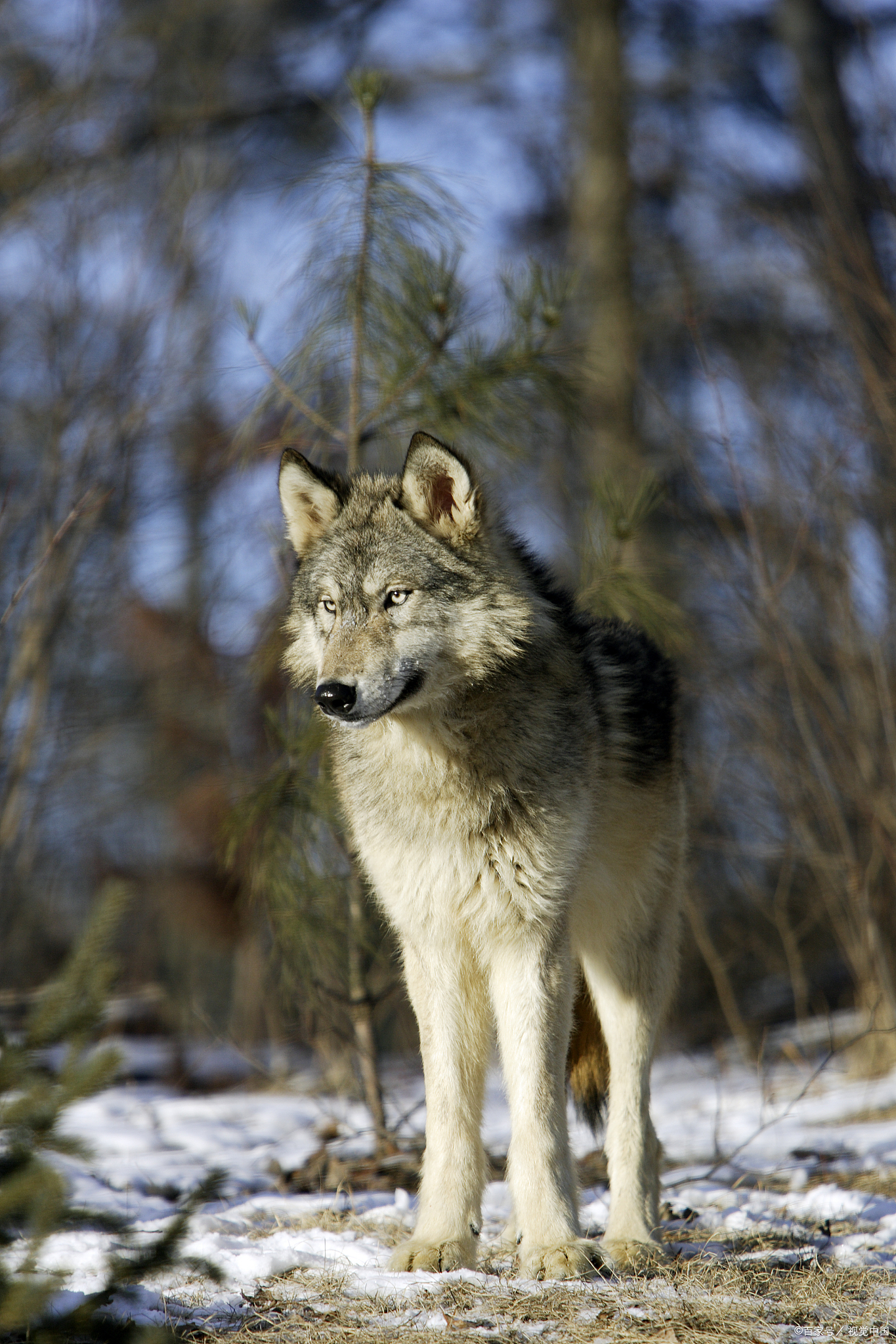 官方通报:无法判断是不是网红狼