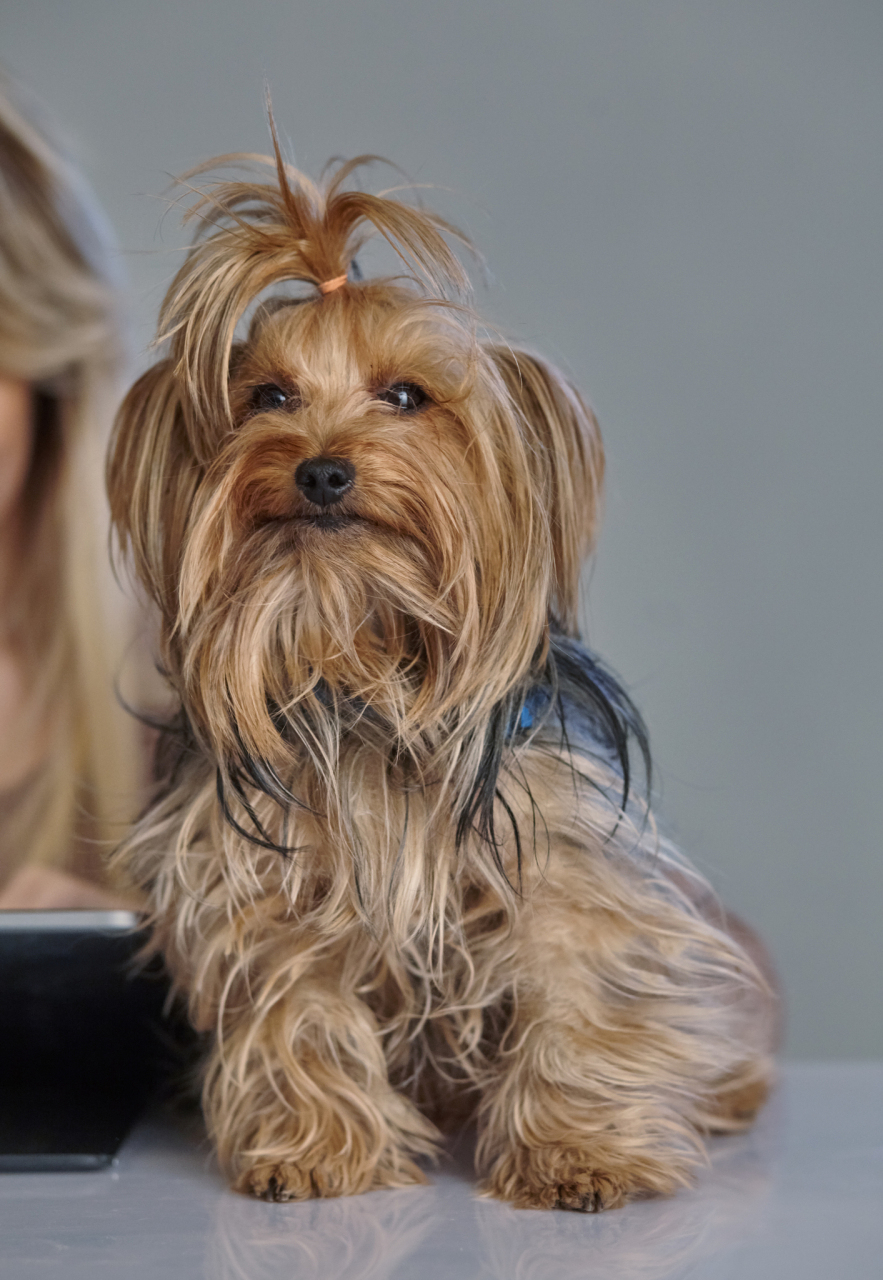 约克夏梗(yorkshire terrier),简称约克夏或约克郡梗,是一种小型犬种