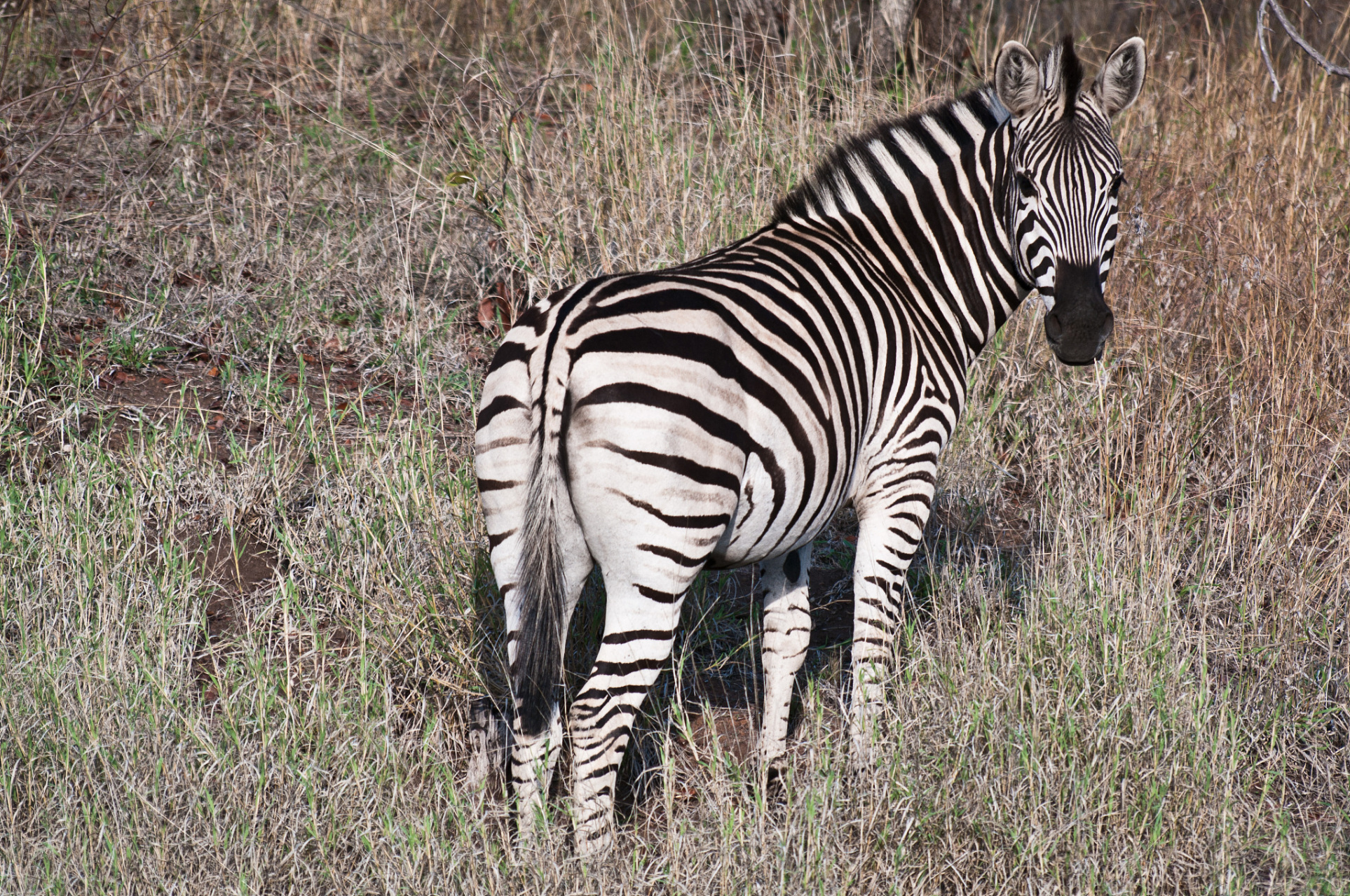 意大利的标志性动物是斑马(equus zebra)