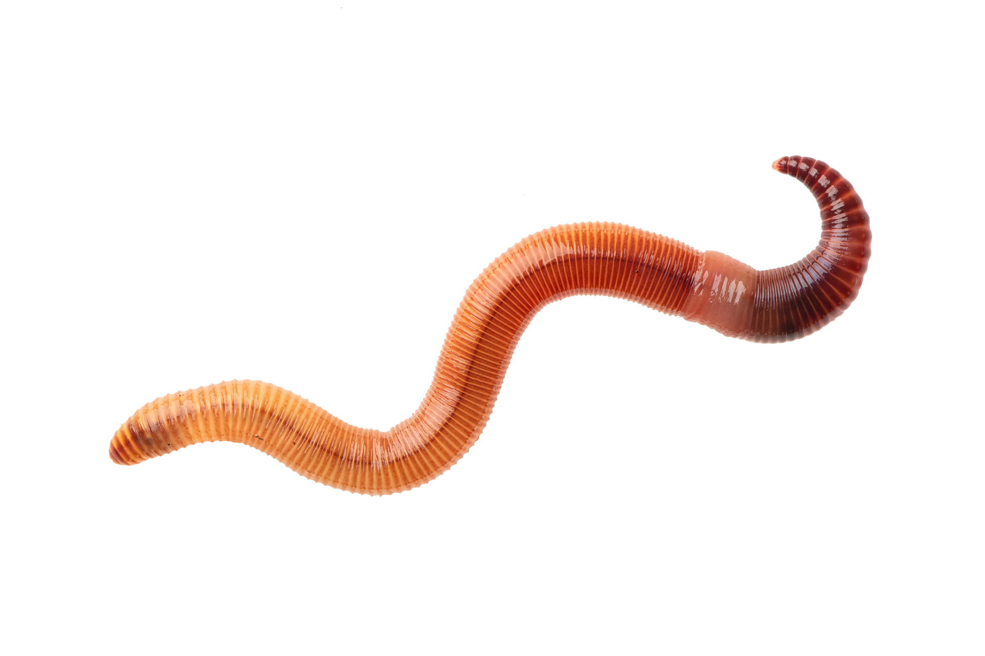 蚯蚓是常用的钓饵,但是否能钓到大鱼取决于多种因素