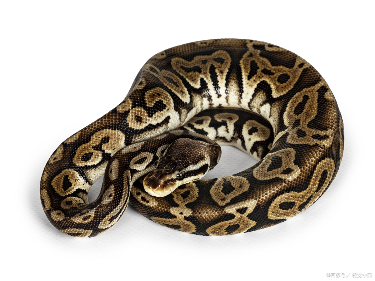 snake和snack的区别 snake做名词是蛇的意思