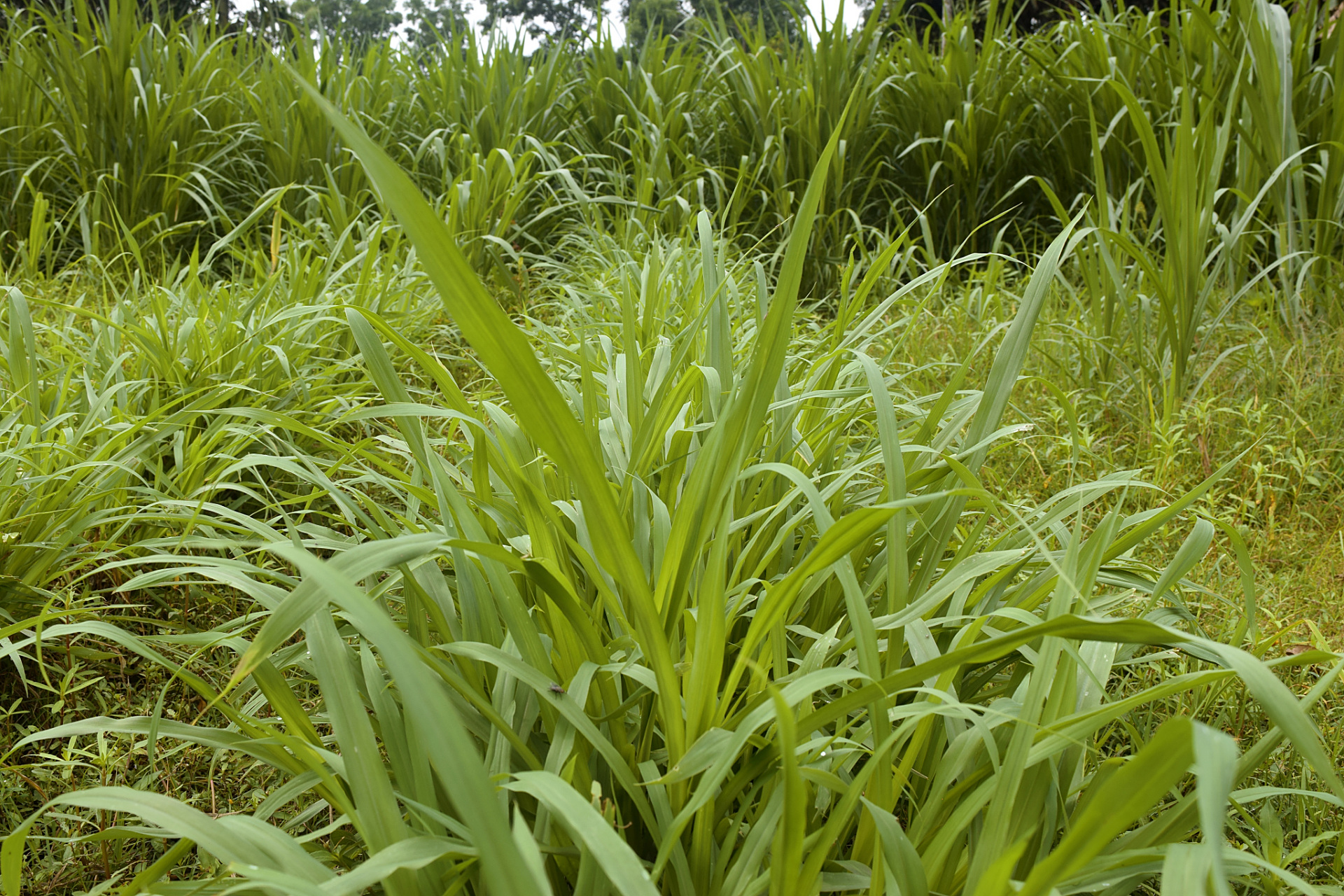皇竹草的种植方法详解  皇竹草是一种多年生高产的优良牧草品种,具有