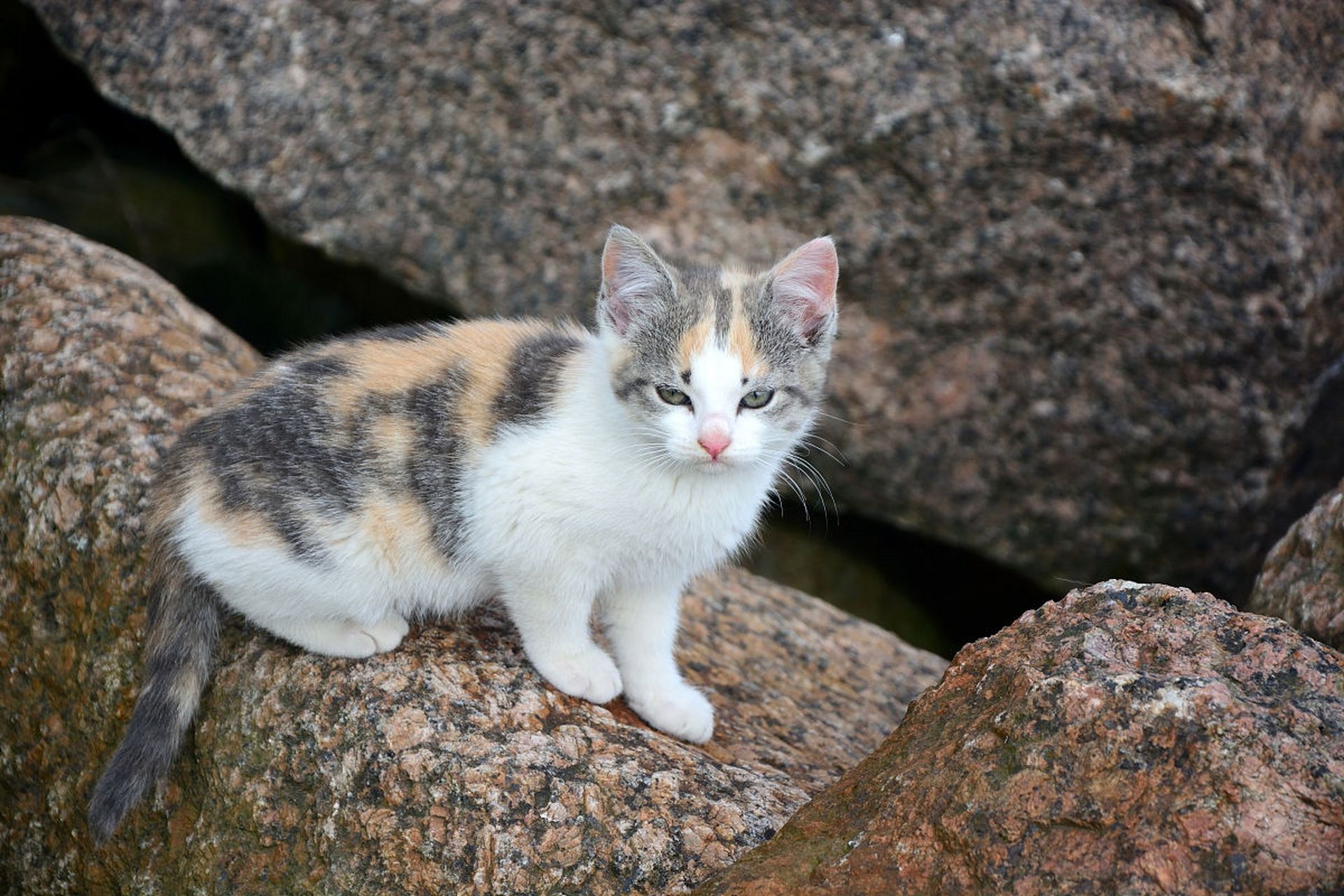 马恩岛猫是一种中等体型,身体匀称而有力,具有流线型身形,长而柔软