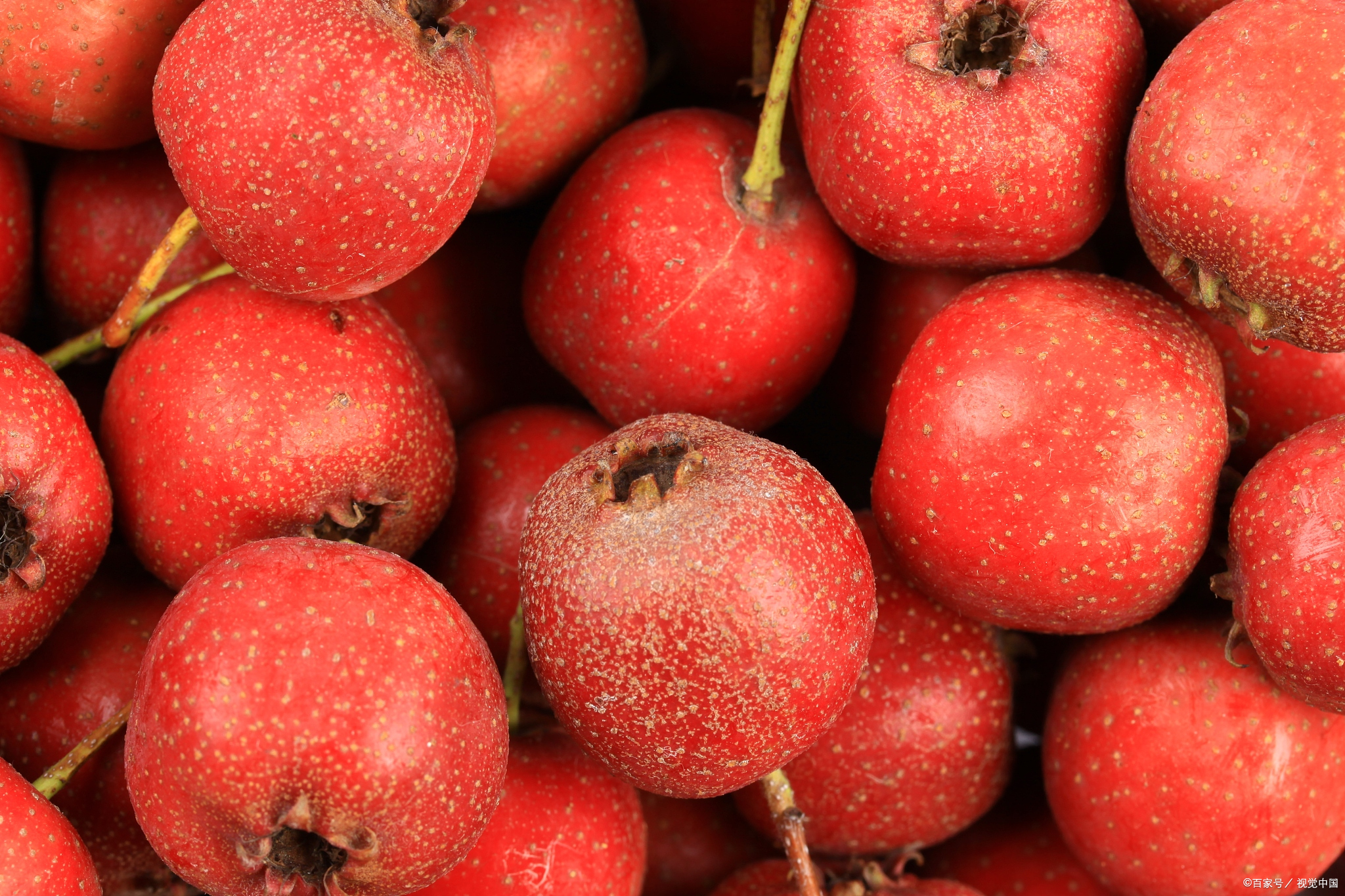 山楂什么季节成熟?  山楂通常在8到10月份成熟.