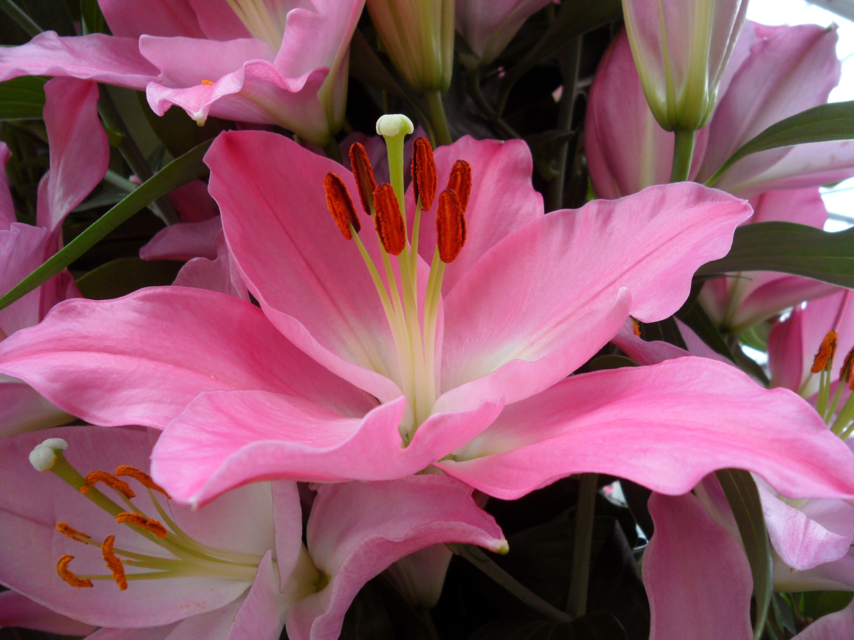 粉色百合花在许多场合中应用广泛,如婚礼,家庭和商业空间,为场合增添