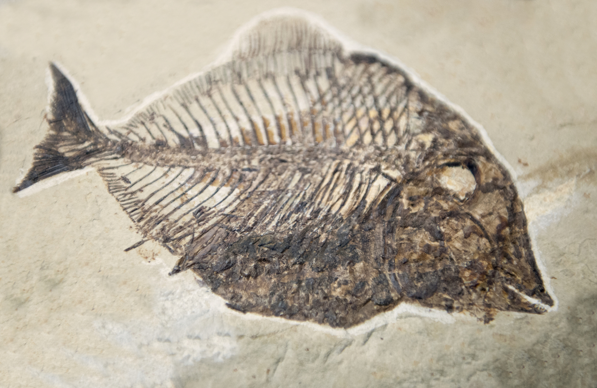 鱼化石产地位于凌源县小城子乡大新房子村小洼屯西北,年代可追溯到