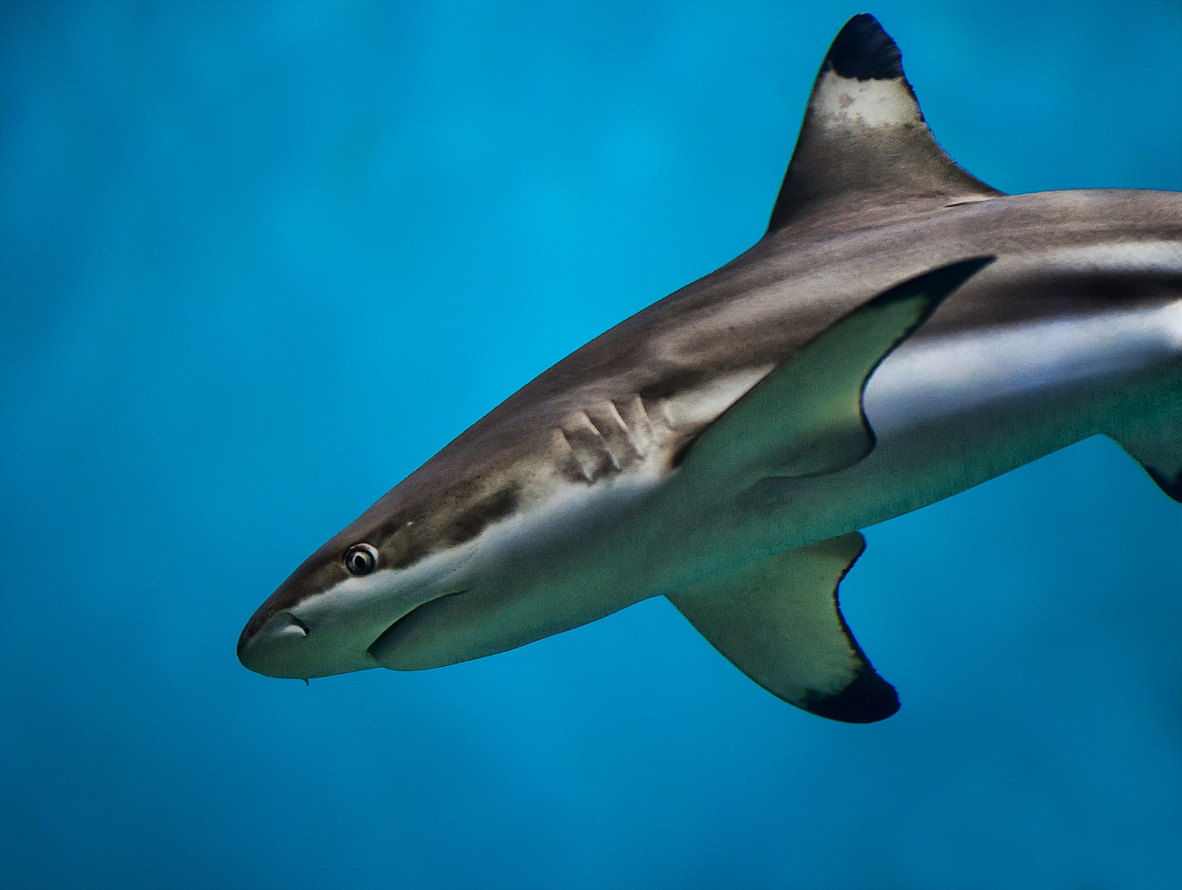 鲨鱼和海豚都是海洋中的顶级掠食者,但有趣的是,尽管它们拥有相似的