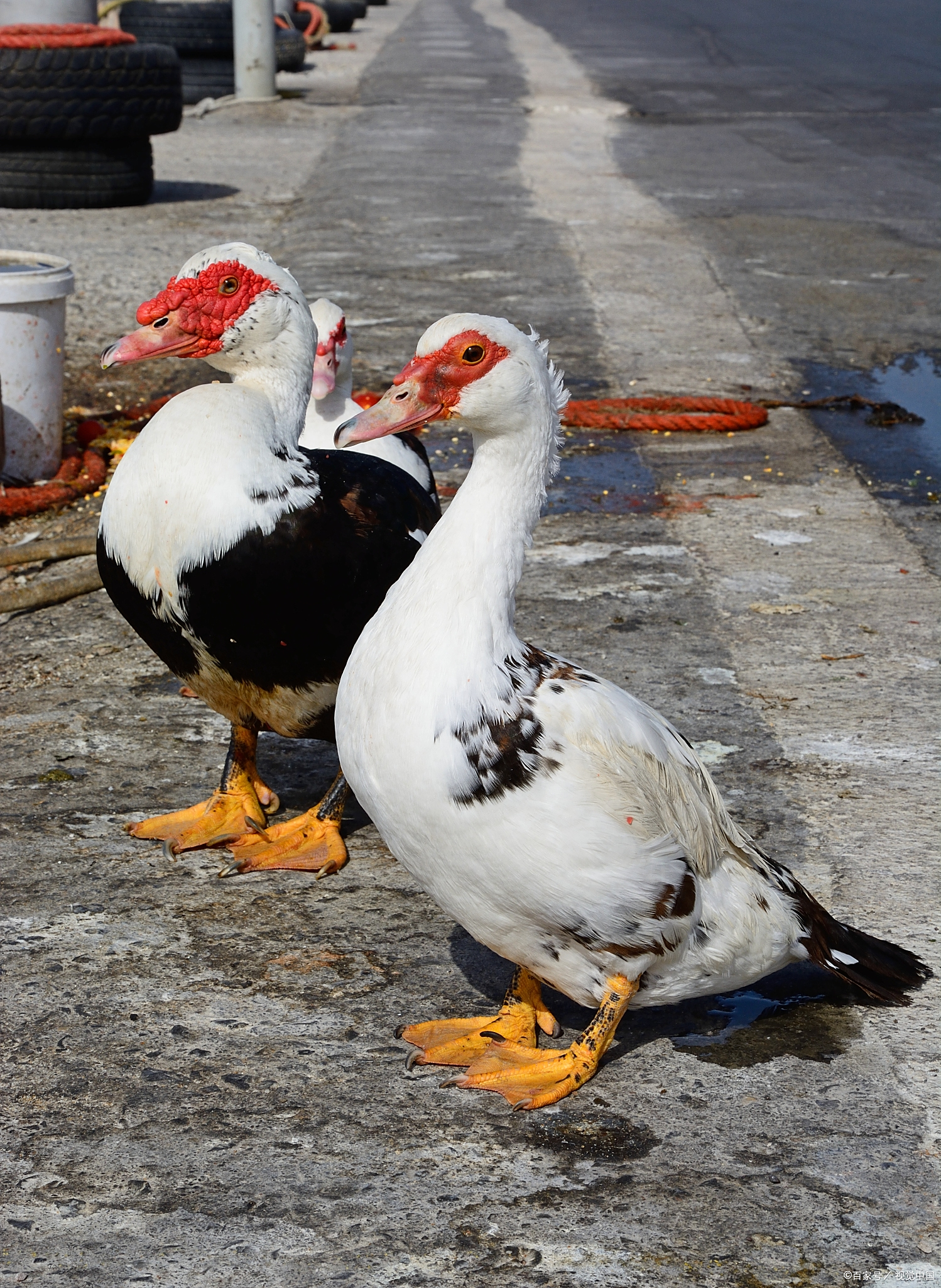 公鸭母鸭区别在哪里 一,外型特征:公鸭体型相对同类的母鸭较大一些.