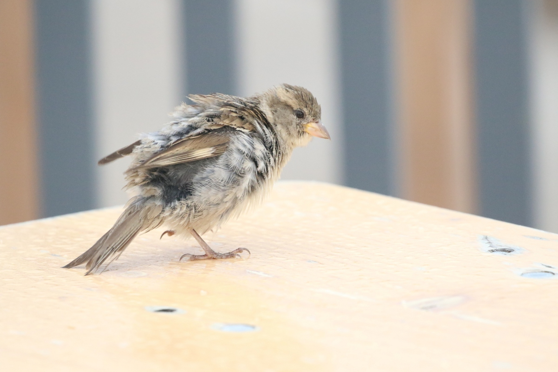 上面已经介绍过,小麻雀可以吃泡过的米