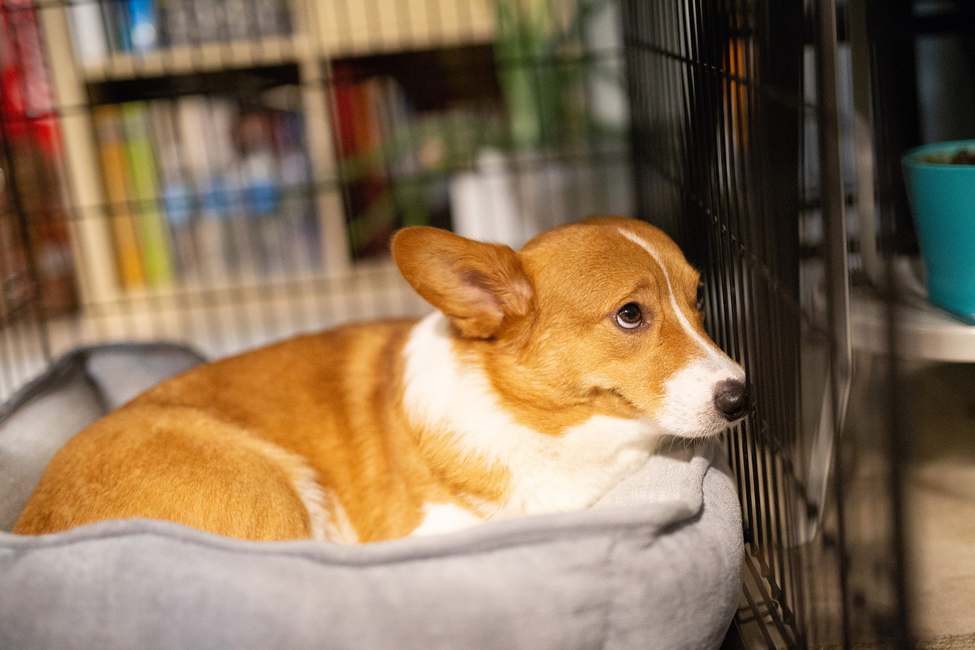 96柯基犬的饲养方法 96  92家有柯基,乐趣无穷.