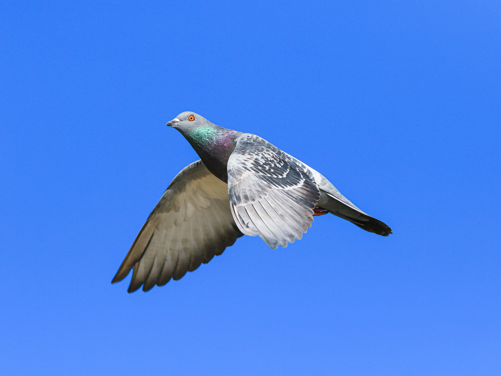 鸽子翅膀,自然界的工程奇迹!精巧结构让它高速飞行,灵活机动.