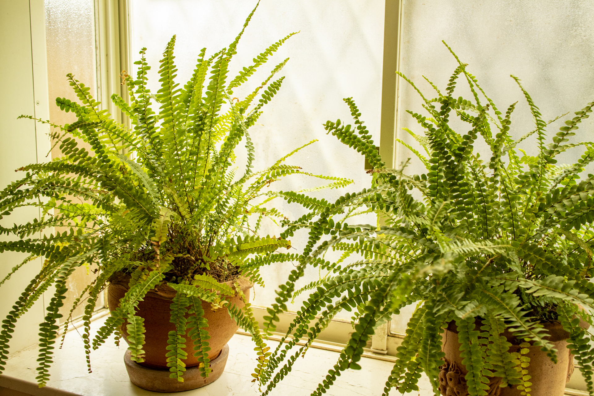 富贵蕨,也被称为巴西乌毛蕨,龙船蕨,它的根状茎粗壮而直立,叶形宛如