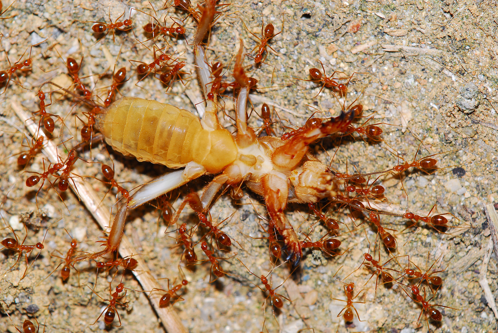 [原文:蚂蚁是独特的生命,天生神.