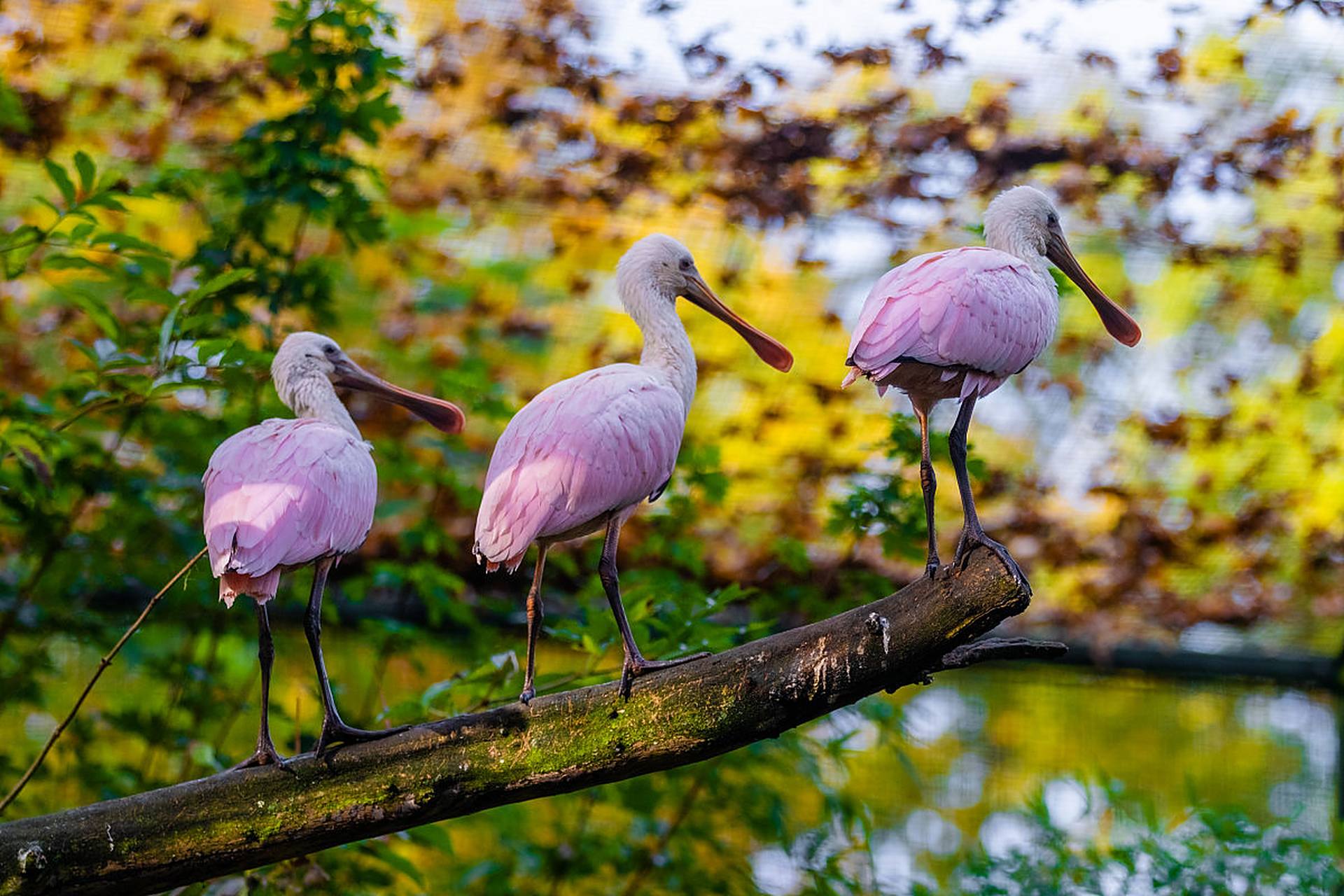 重庆有一些适合观赏鸟类的保护区,以下是一些建议: 1.