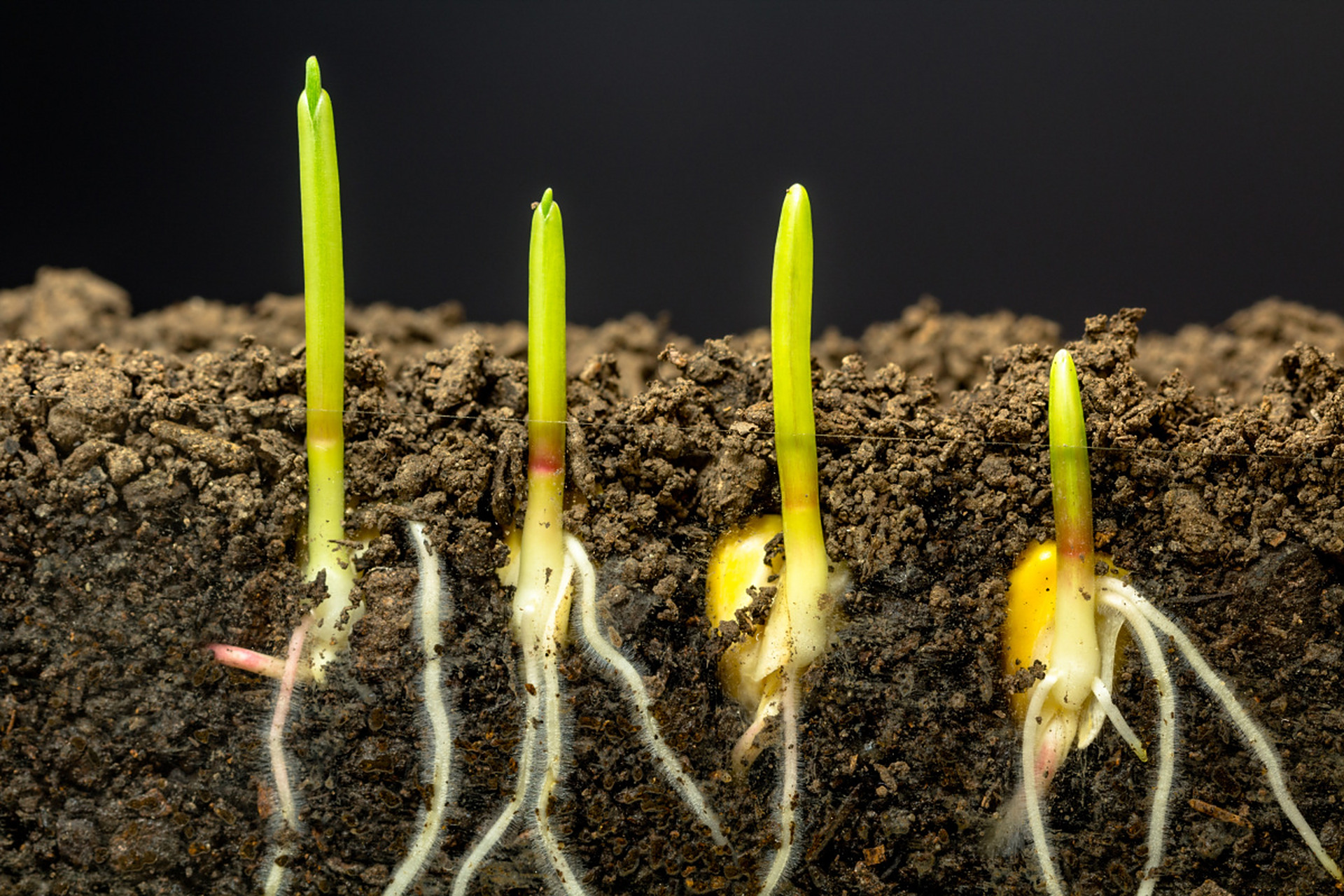 玉米作为常见食材,其生长过程包括播种,萌芽,生长,抽穗和收获阶段.