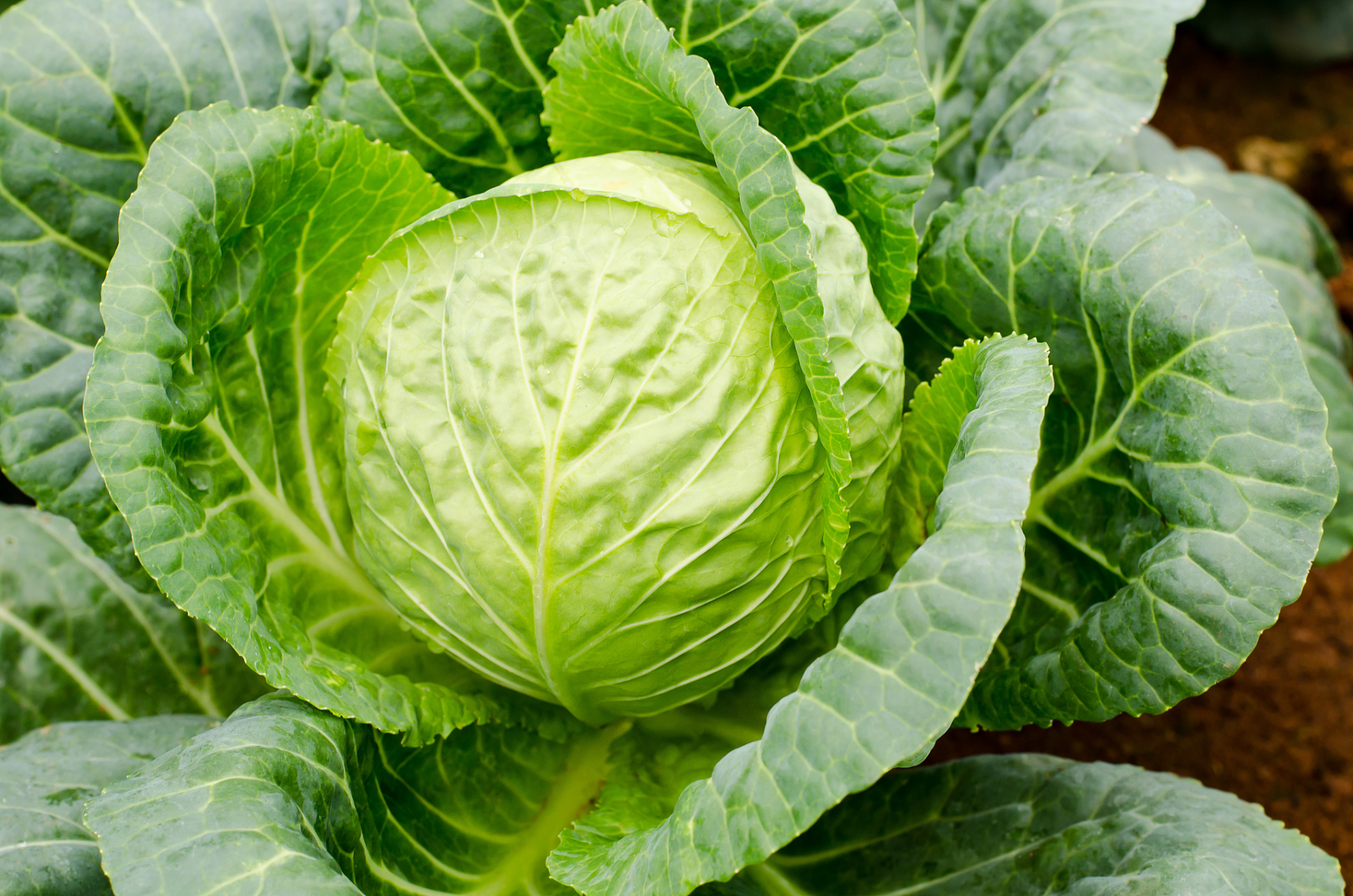 洋白菜是一种营养丰富的蔬菜,含有丰富的维生素和矿物质.