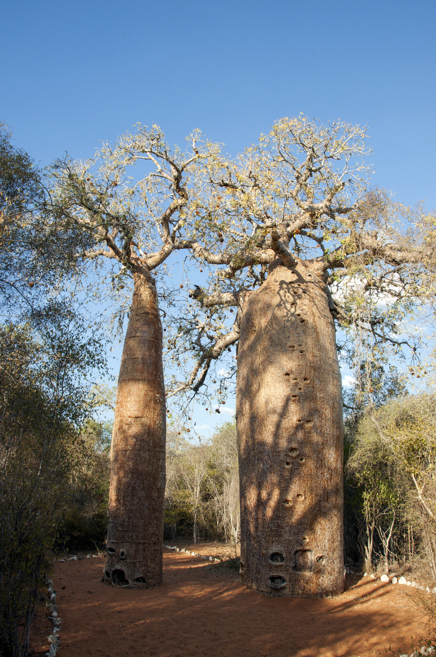 在树的家族中,它长得并不算高,只有十几米,但"