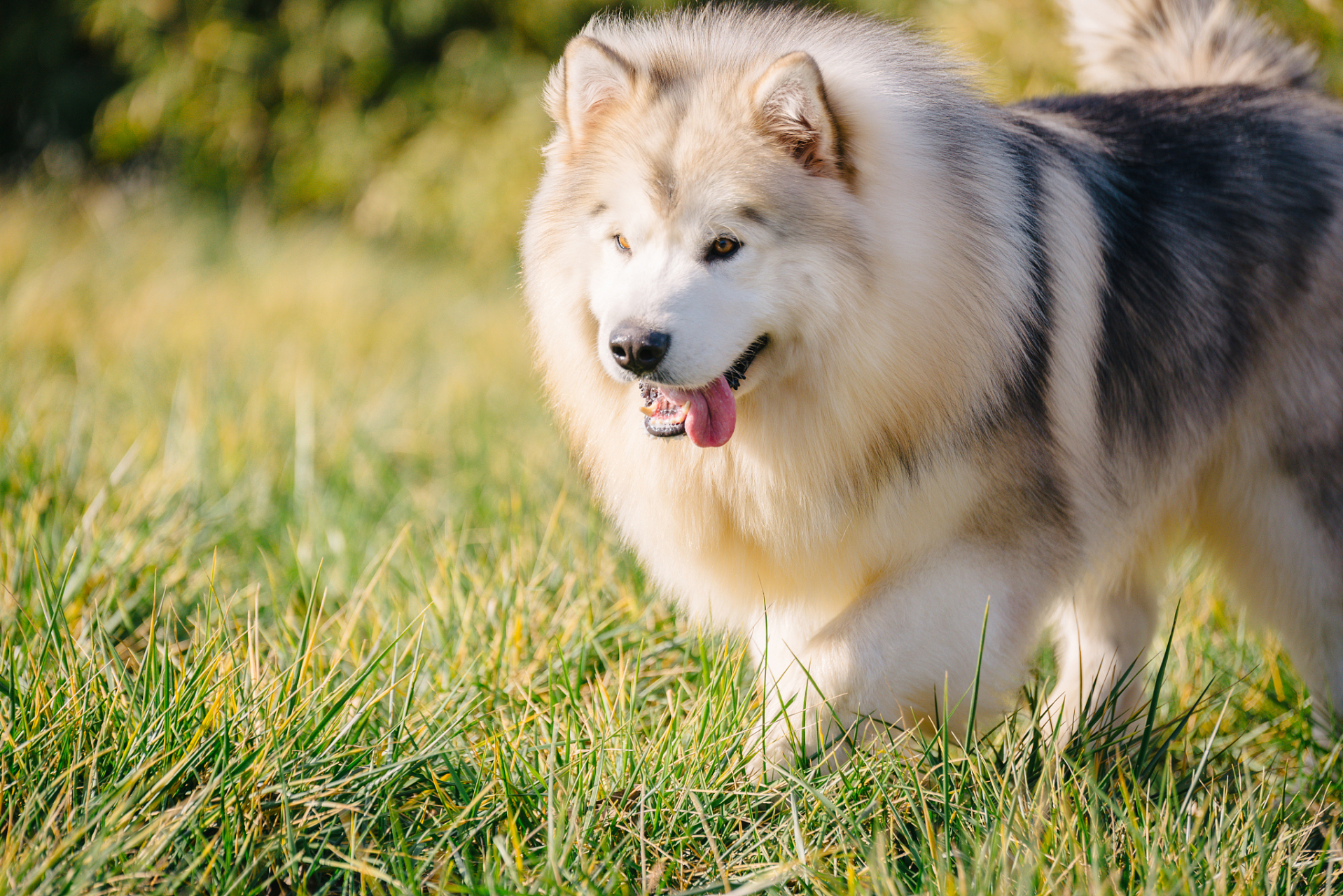 阿拉斯加犬真实图片