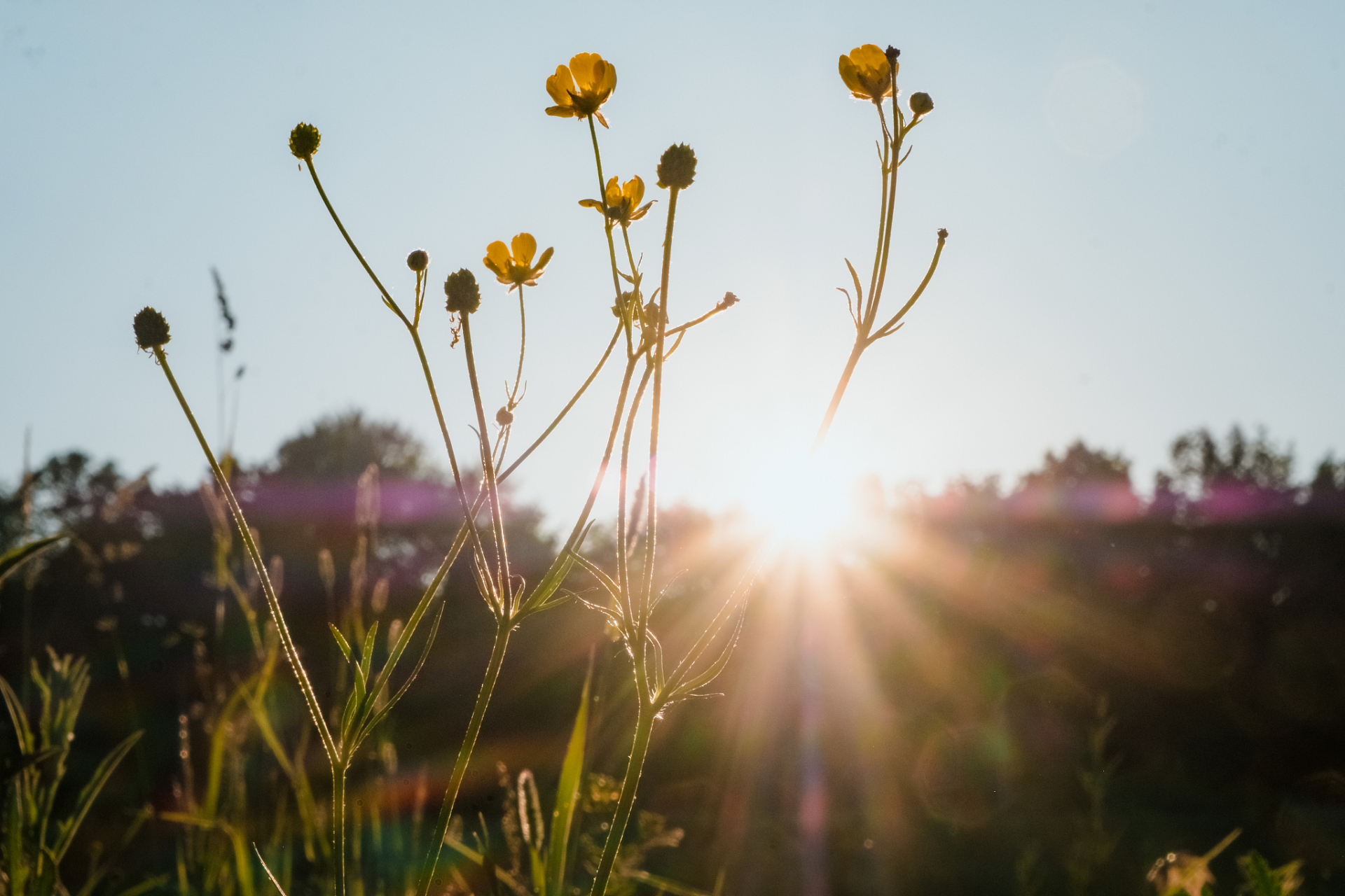 阳光正好,微风不燥,漫步在这金色的午后,心情如同这晴朗的天空一般