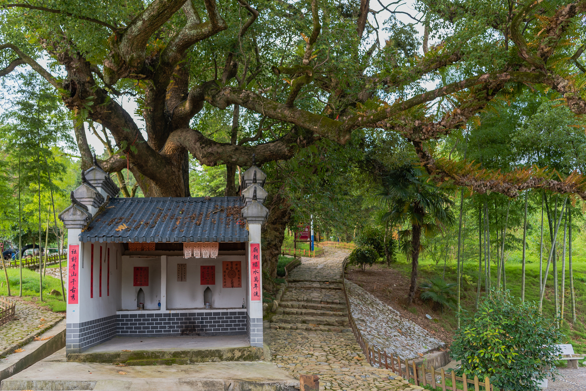 婺源严田古樟风景区图片