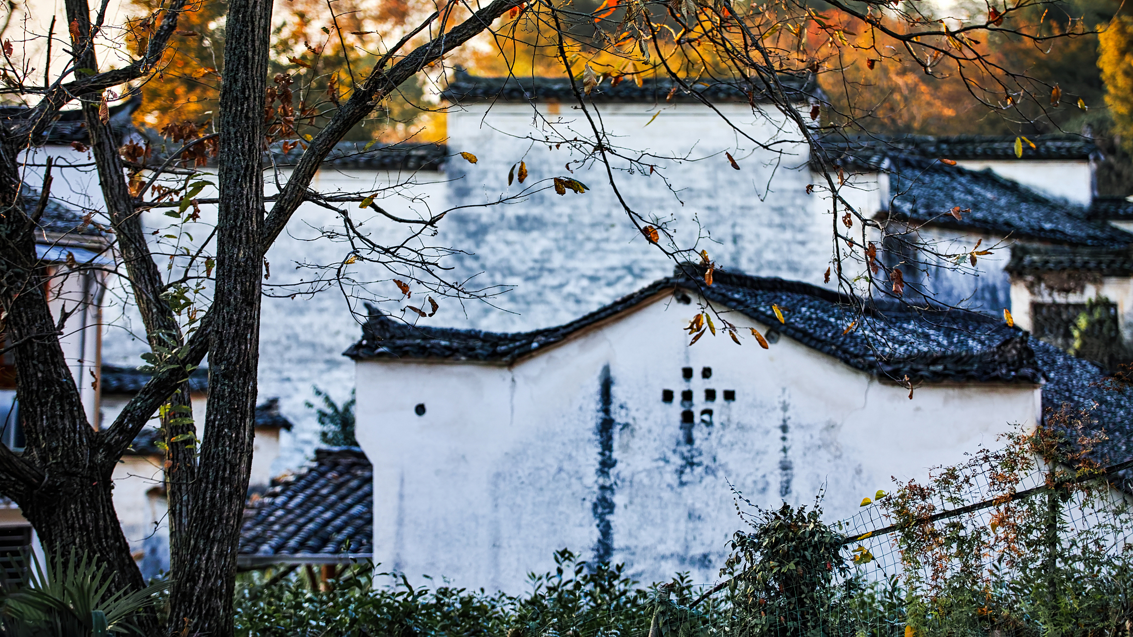 西递宏村的秋天,民居点缀在金黄的稻田之间,景色如画.