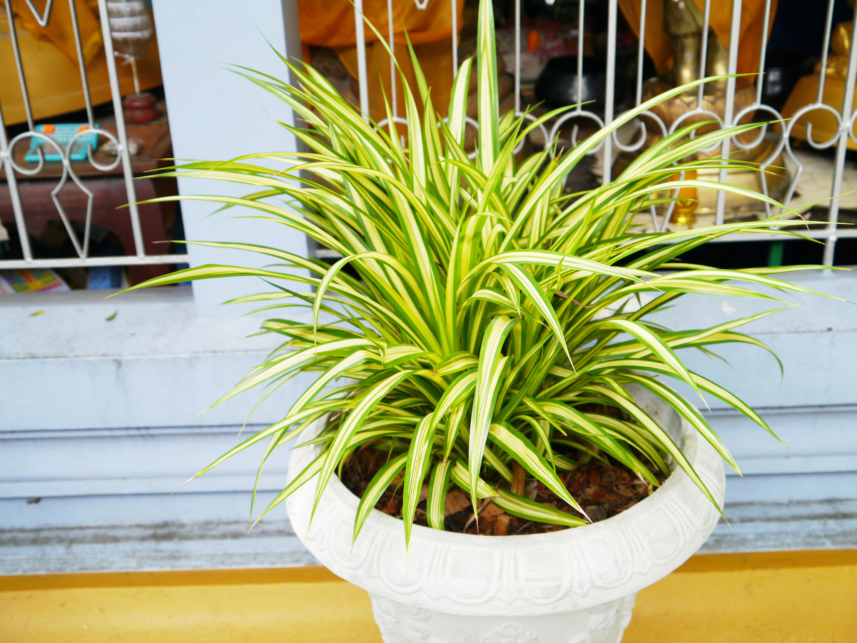 但现在我要向大家推荐一款极易存活的金边吊兰,无论你是养花小白还是