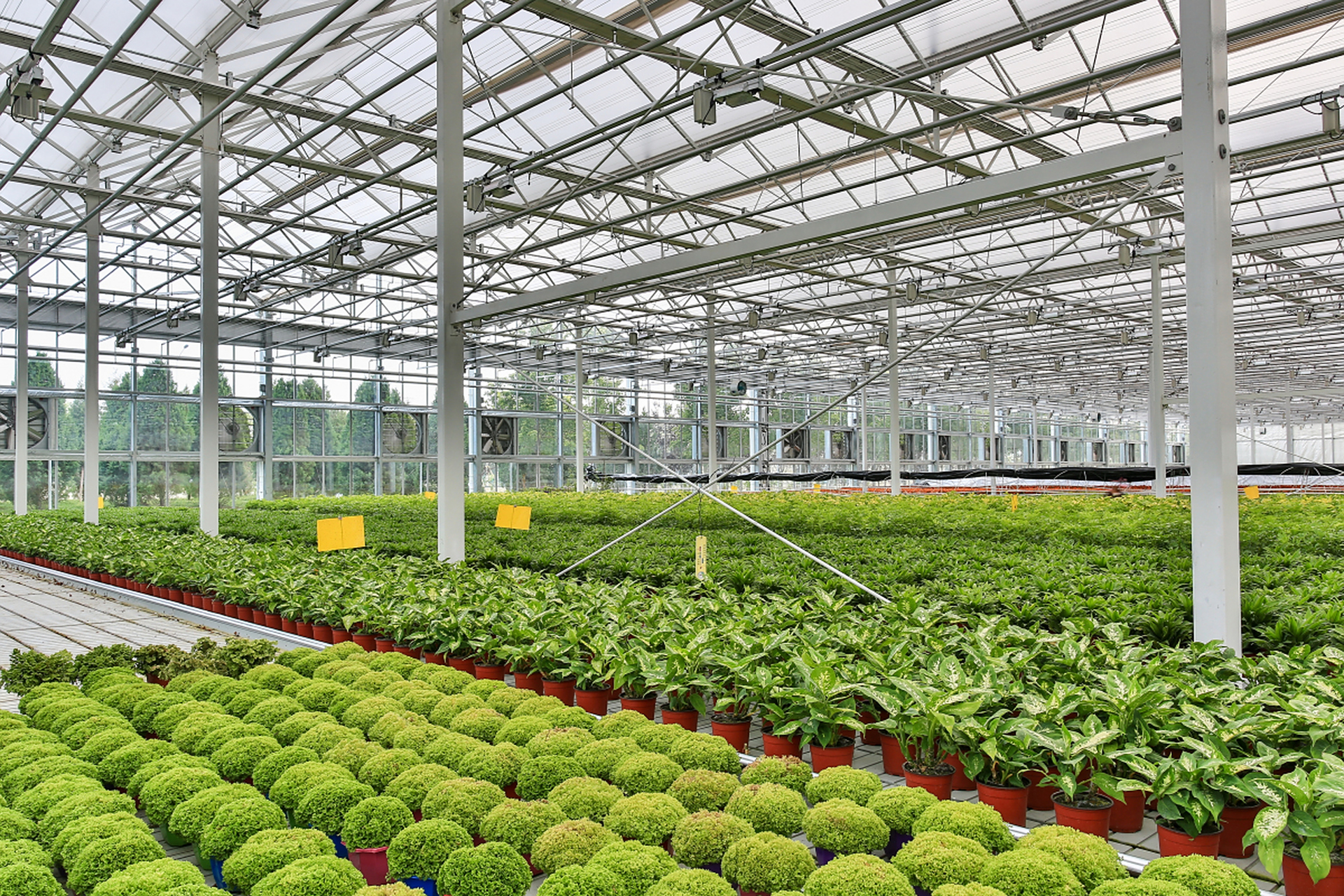 大棚蔬菜种植技巧,从设计建设到采收储存全掌握!