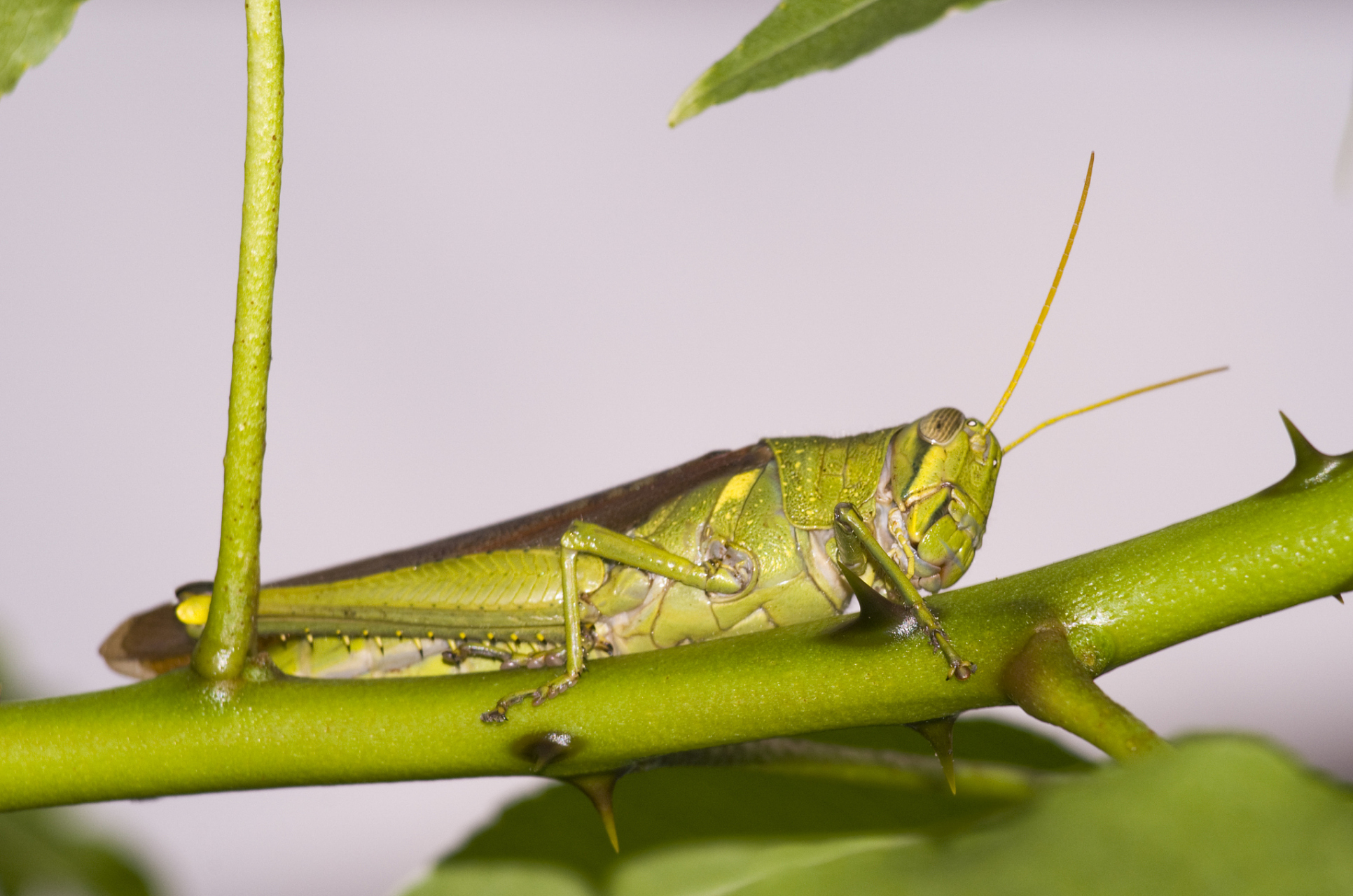 蝗虫是一种有害昆虫,对农业构成重大威胁.
