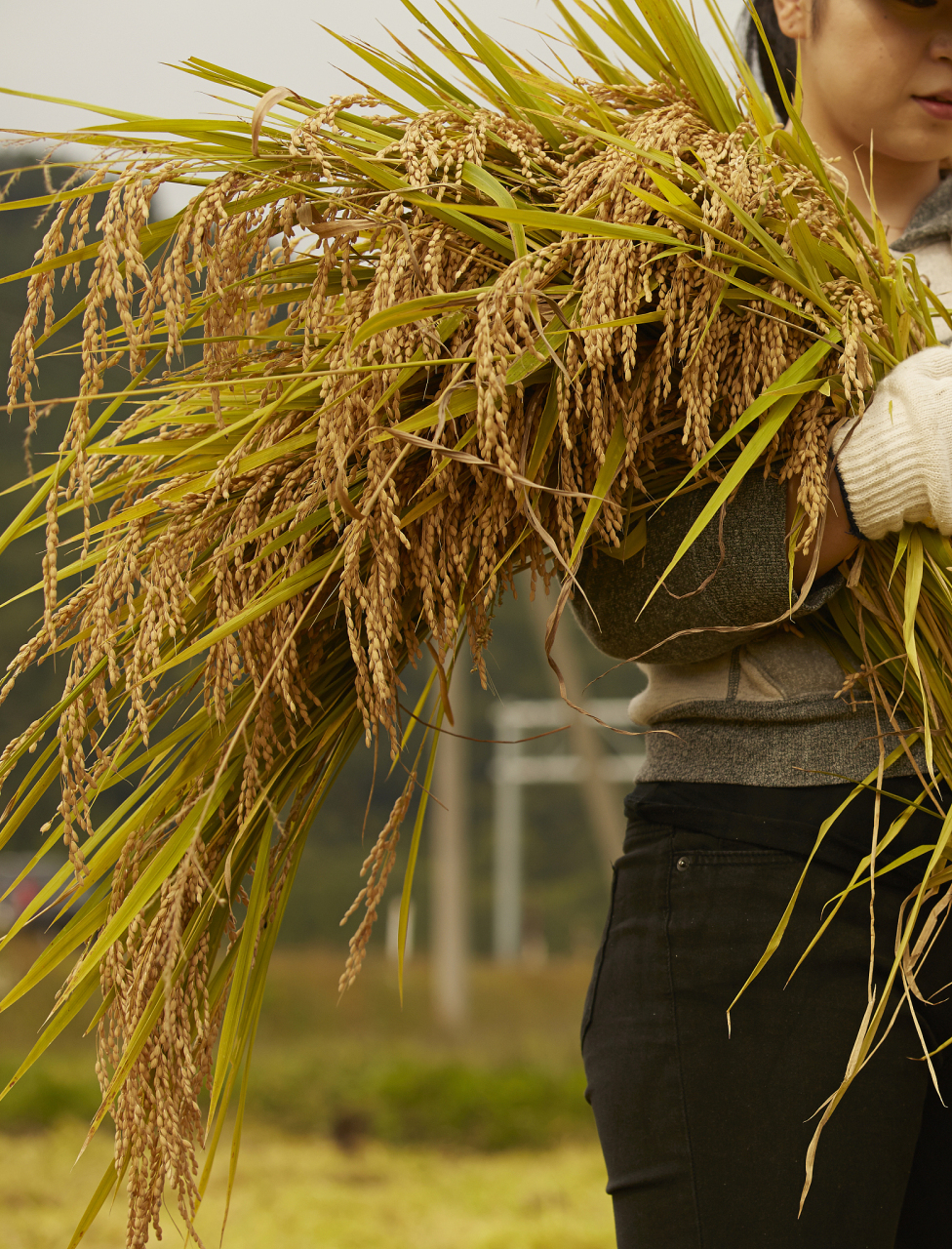 这一次,他的团队研发的超级稻品种"y两优900"以每公顷16千斤的产量