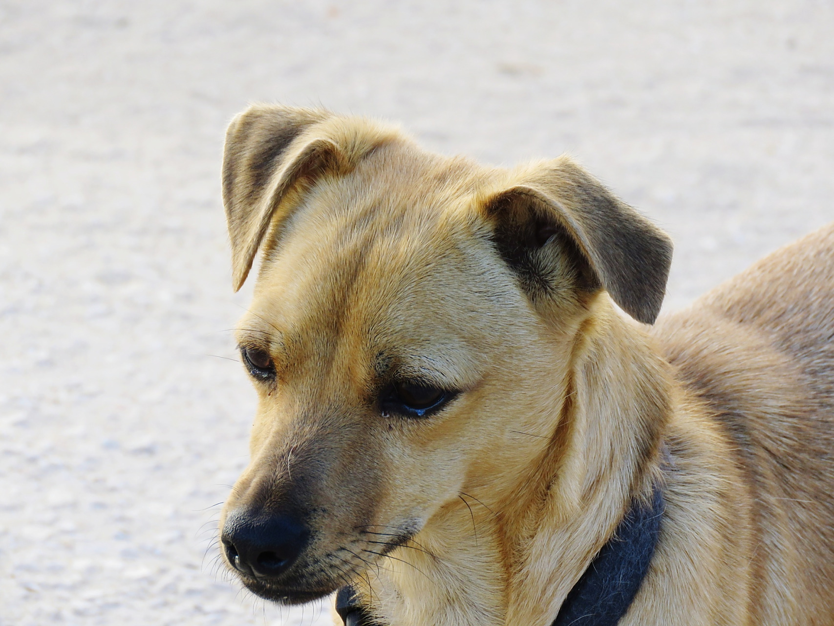 在朝鲜甚至韩国部分人眼中尹锡悦已经是西方和日本的狗了.