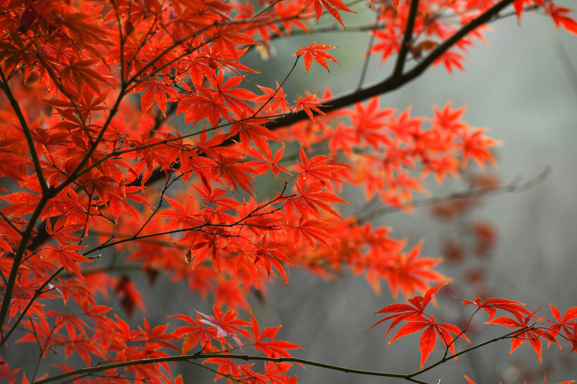 欣赏重庆秋天的红叶美景 重庆秋天的红叶美景是非常让人难忘的,可以在