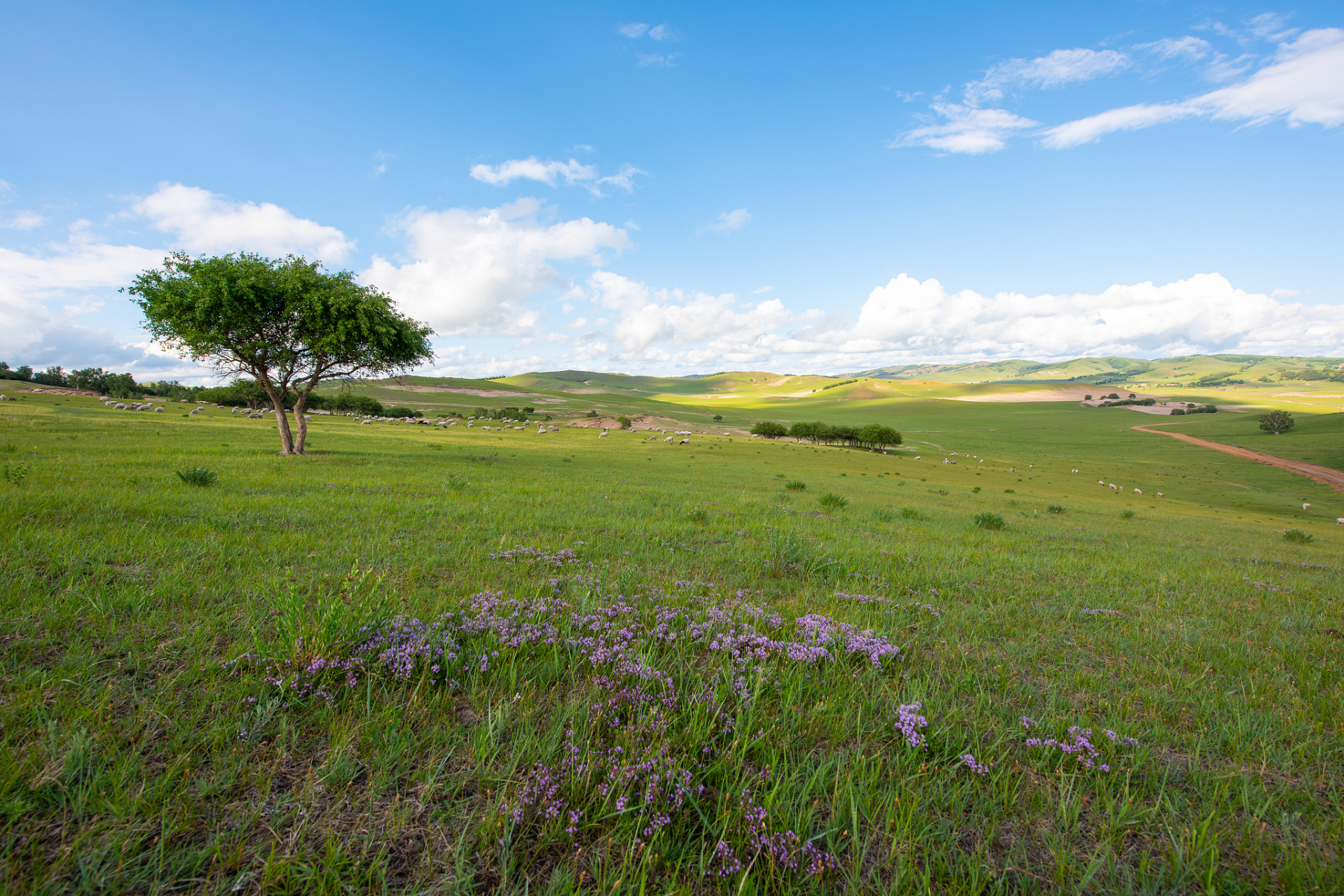 承德御道口草原森林风景区集草原,森林,湖泊和山地于一体,是自然与