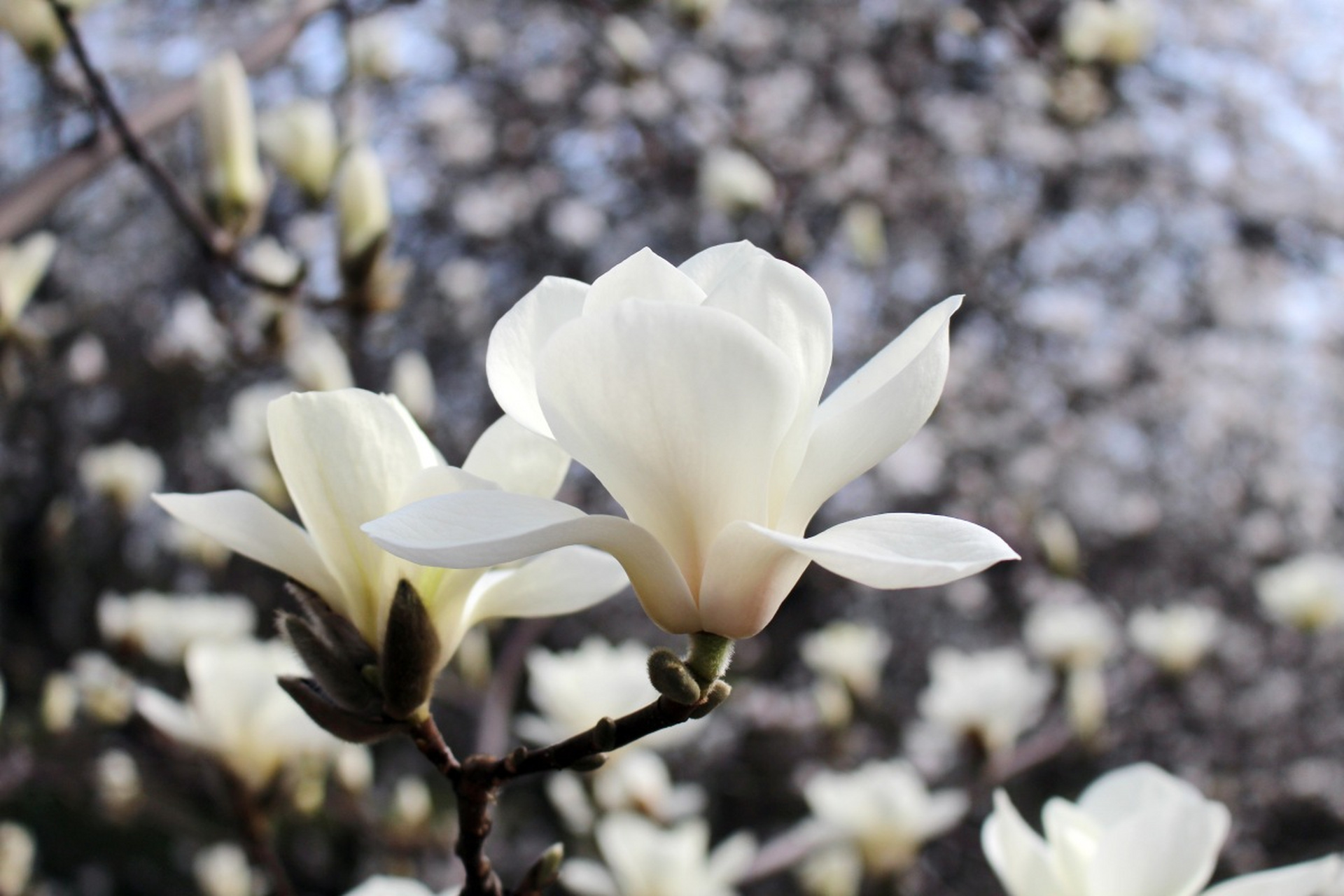 白玉兰开花时间主要与气候和季节有关,在南方3月至4月开花,花朵较大