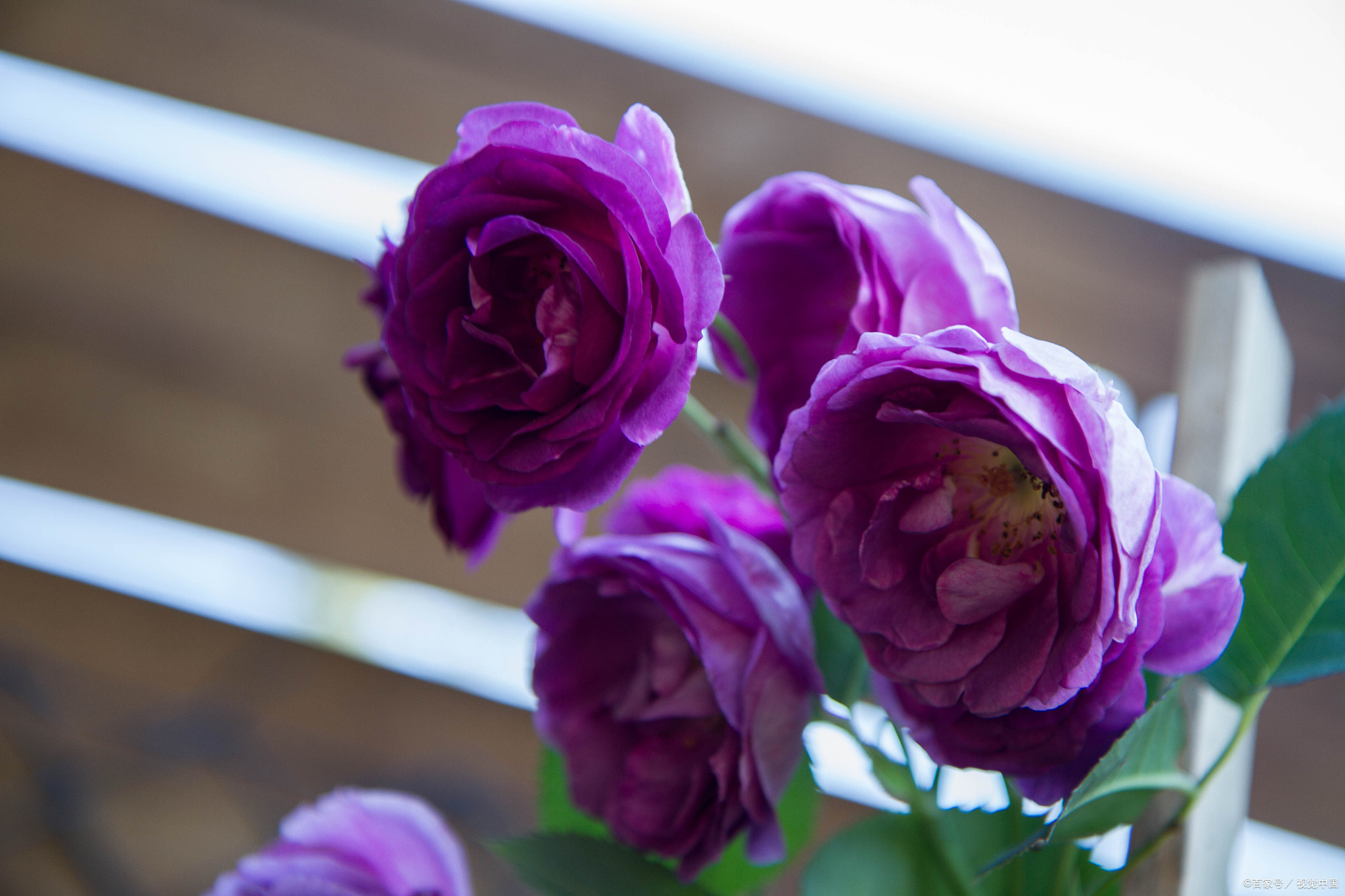 紫色月季品种大赏