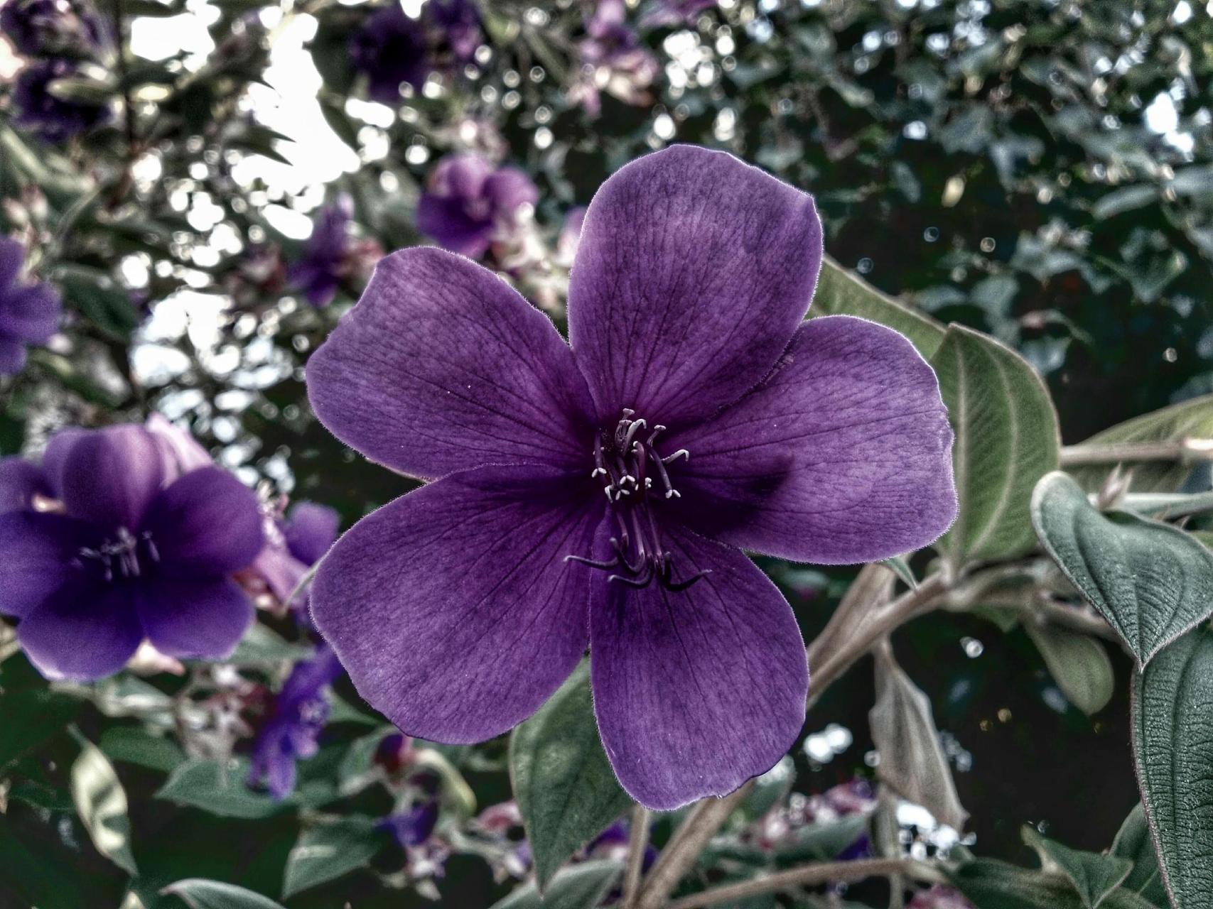 五瓣丁香花语是幸福和爱情,它代表着对幸福的向往,以及真挚的爱情.