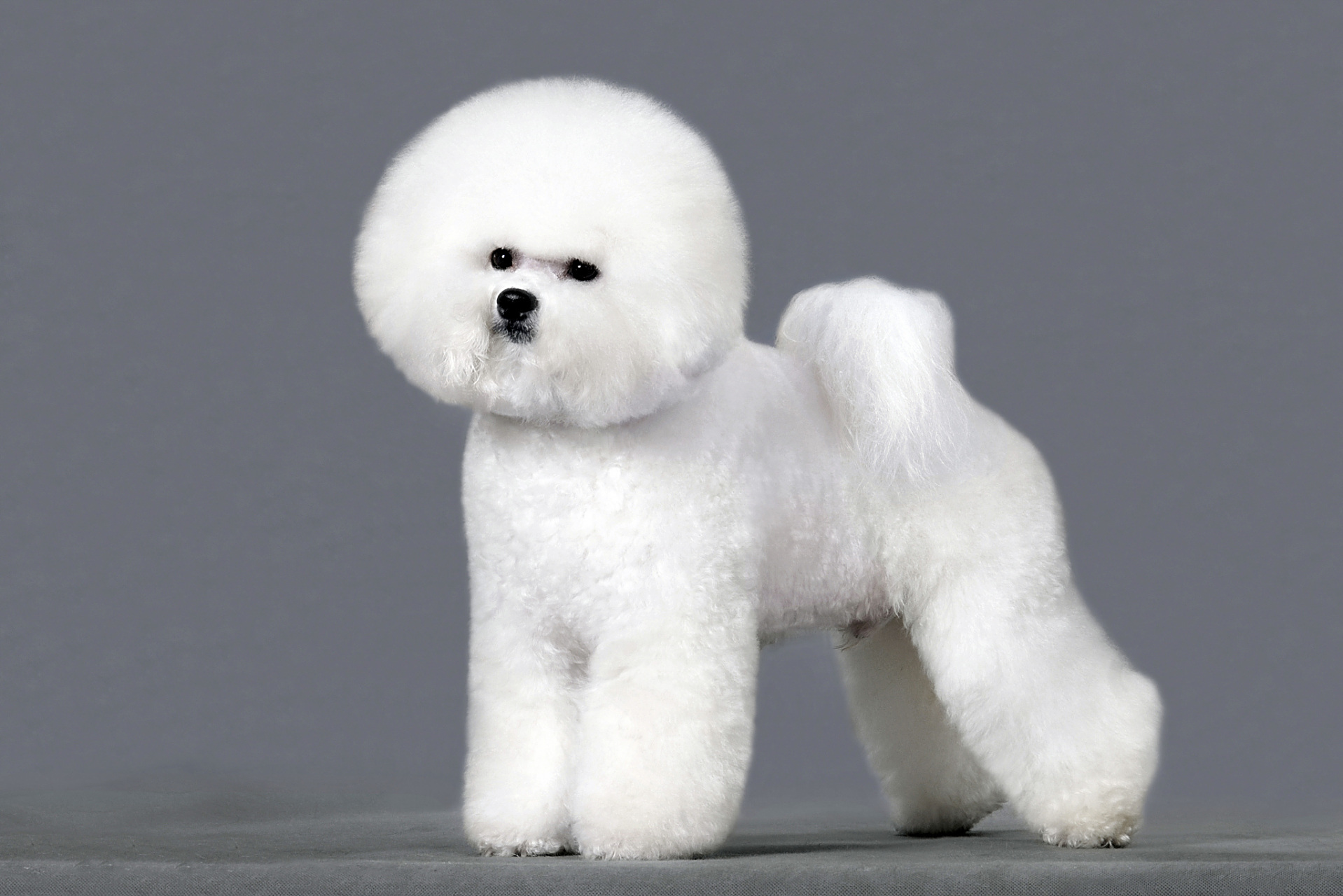 引导比熊犬至厕所 4.奖励鼓励 5.保持耐心和持续监控 6.保持厕所清洁.