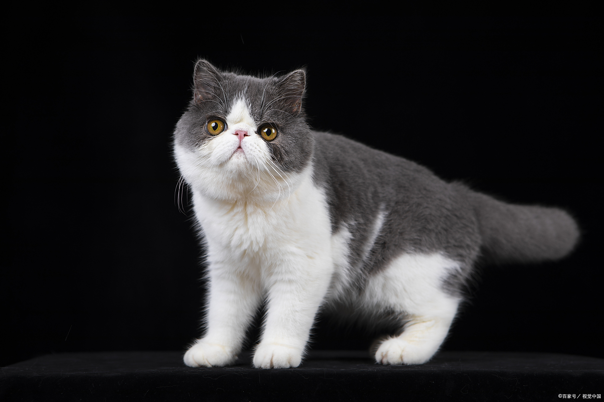 加菲猫价格大揭秘:多少钱一只,你真的知道吗?