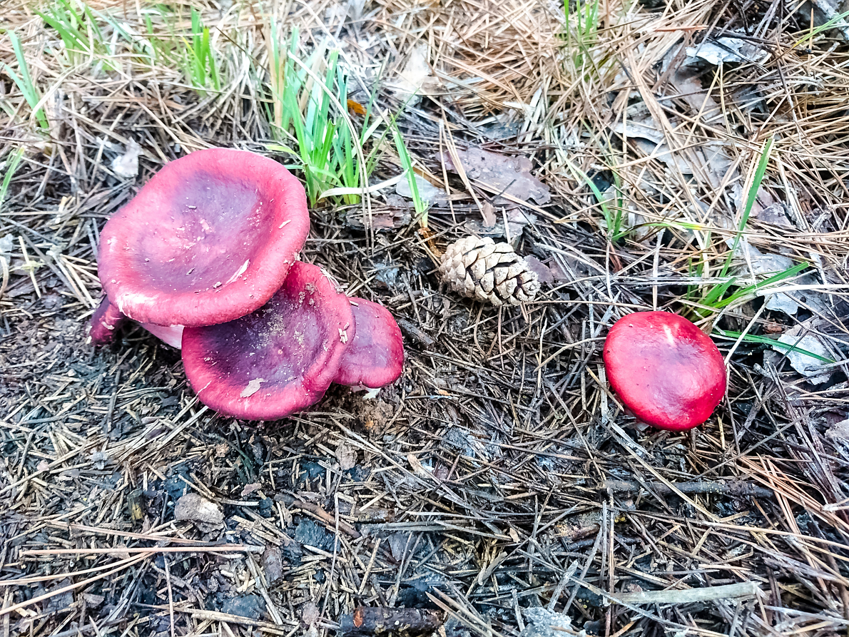 表面有那红色素.