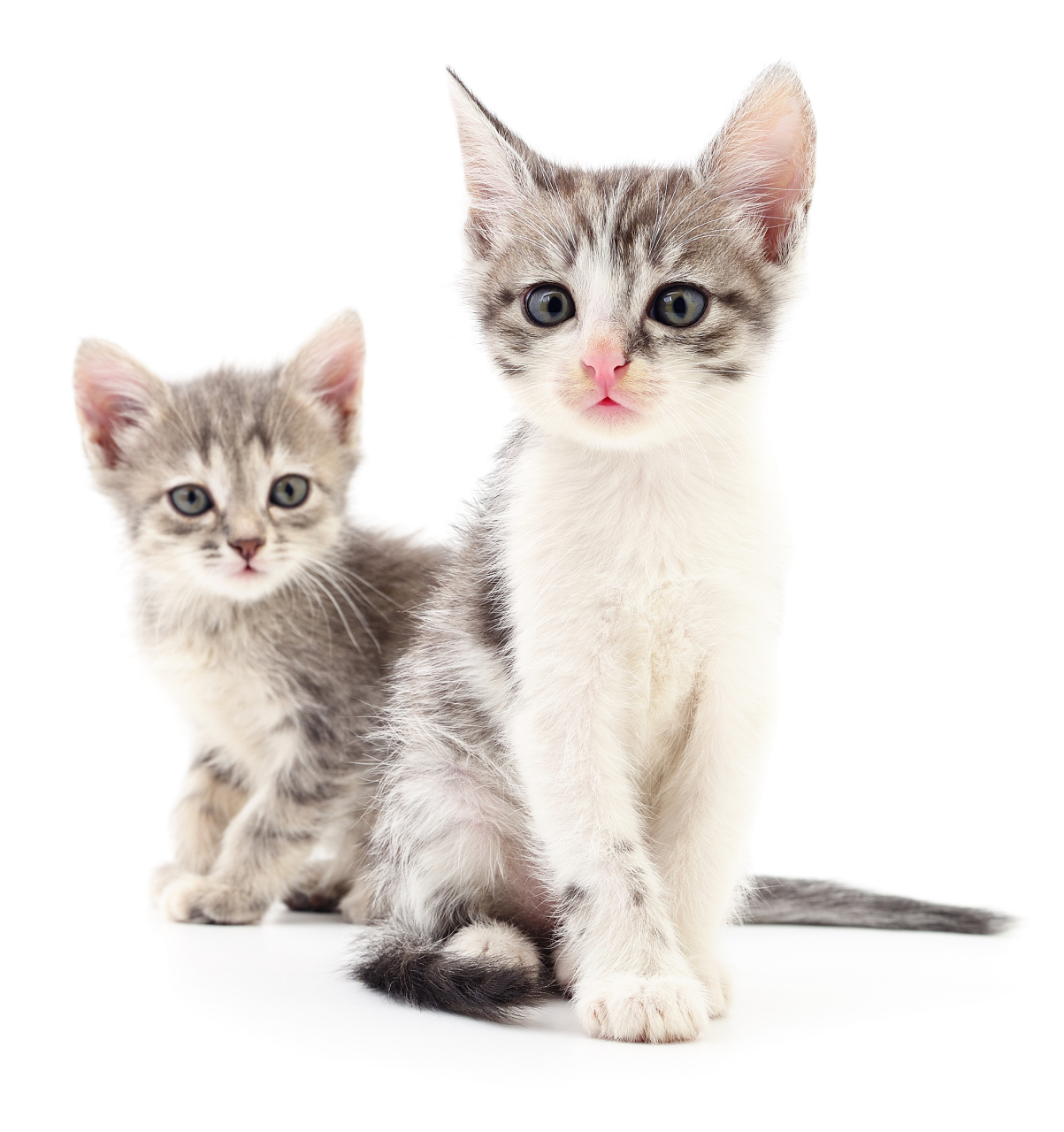 躲在角落偷偷看, 小小身躯像绒球, 双耳竖起眼神亮, 可爱猫咪多可爱.