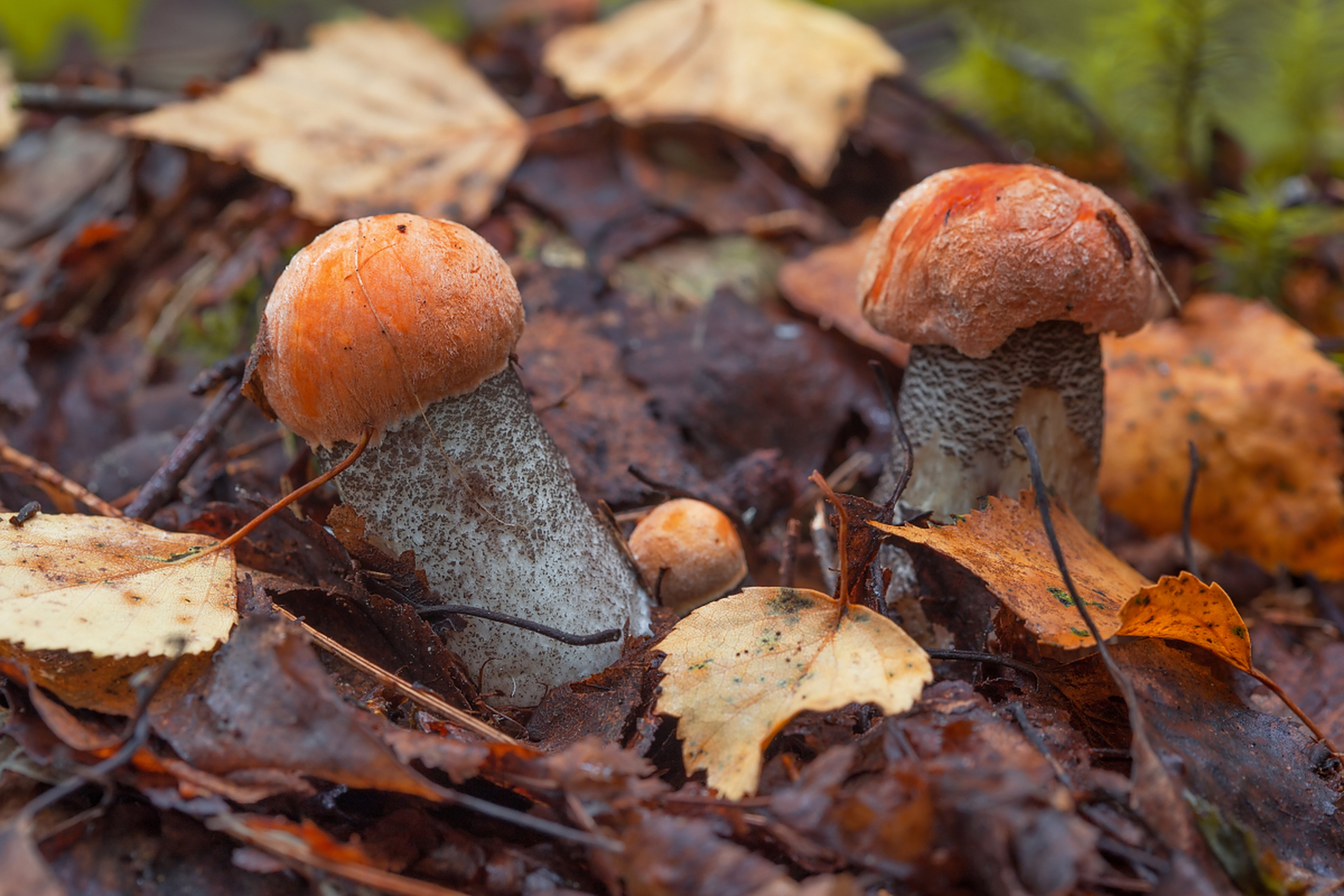蘑菇是一种真菌,通常生长在潮湿的环境中,如森林,草地和腐殖质丰富的