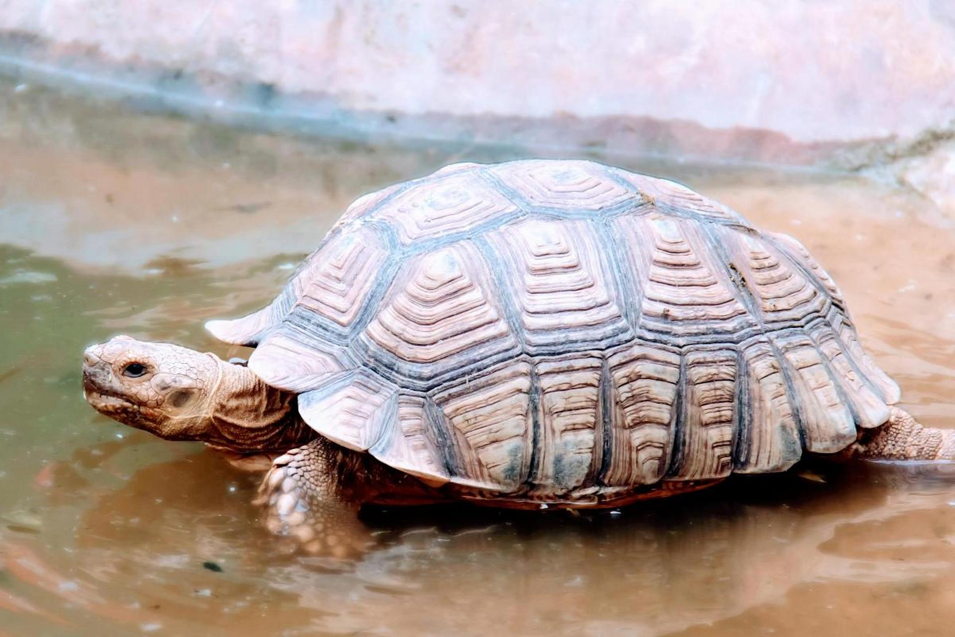 乌龟寿命超乎想象!