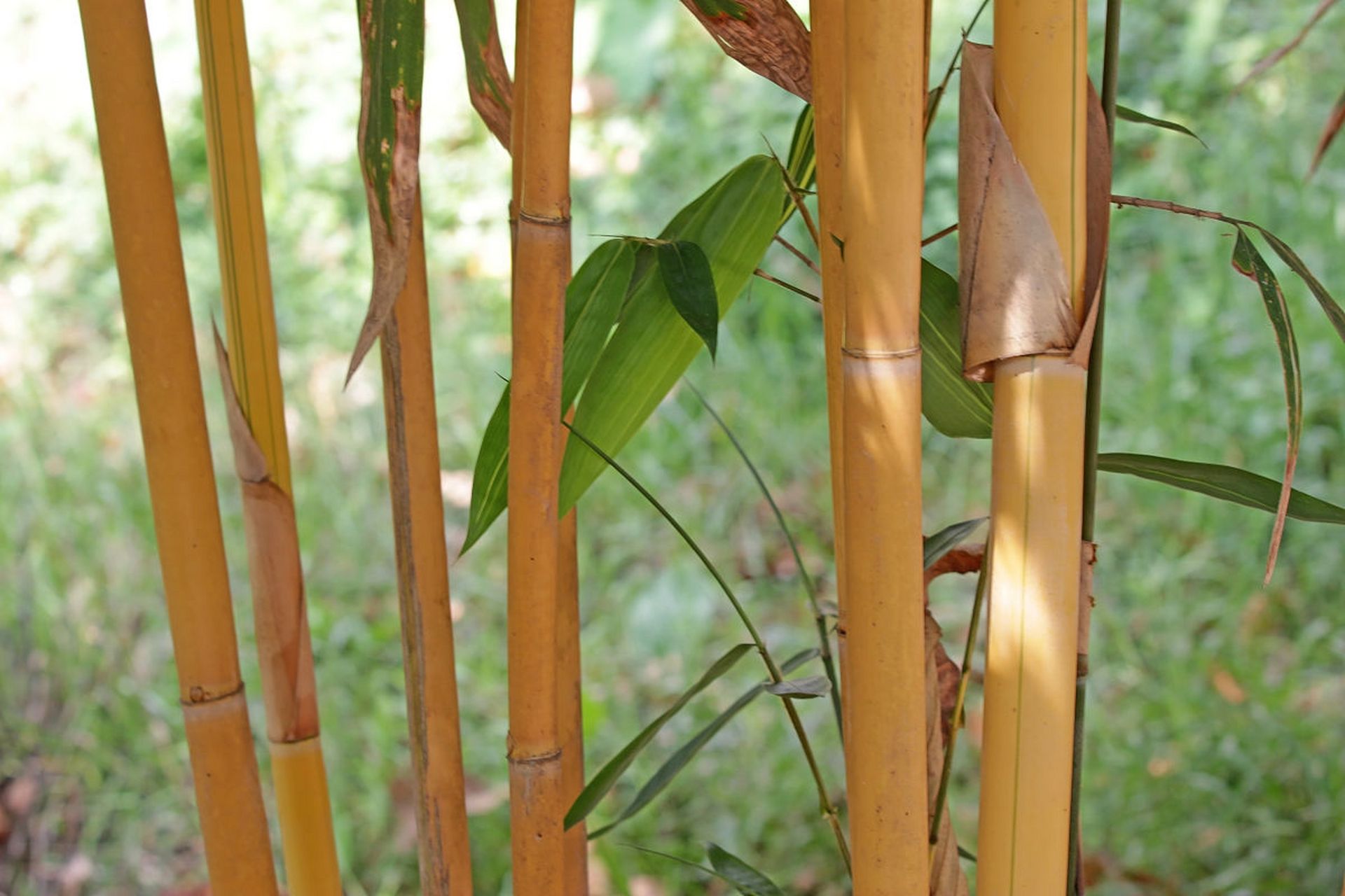 毛竹,金竹,黑竹和箭竹是常见的品种,但世界上的竹子种类繁多.